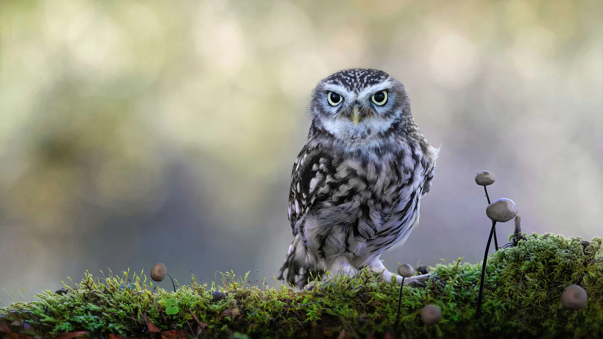 Little owl at the edge of the forest