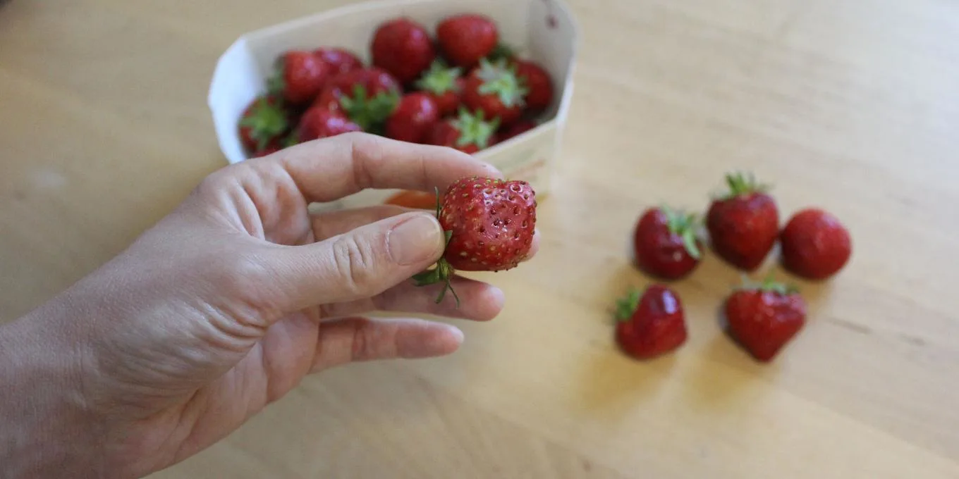 Erdbeeren aussortieren