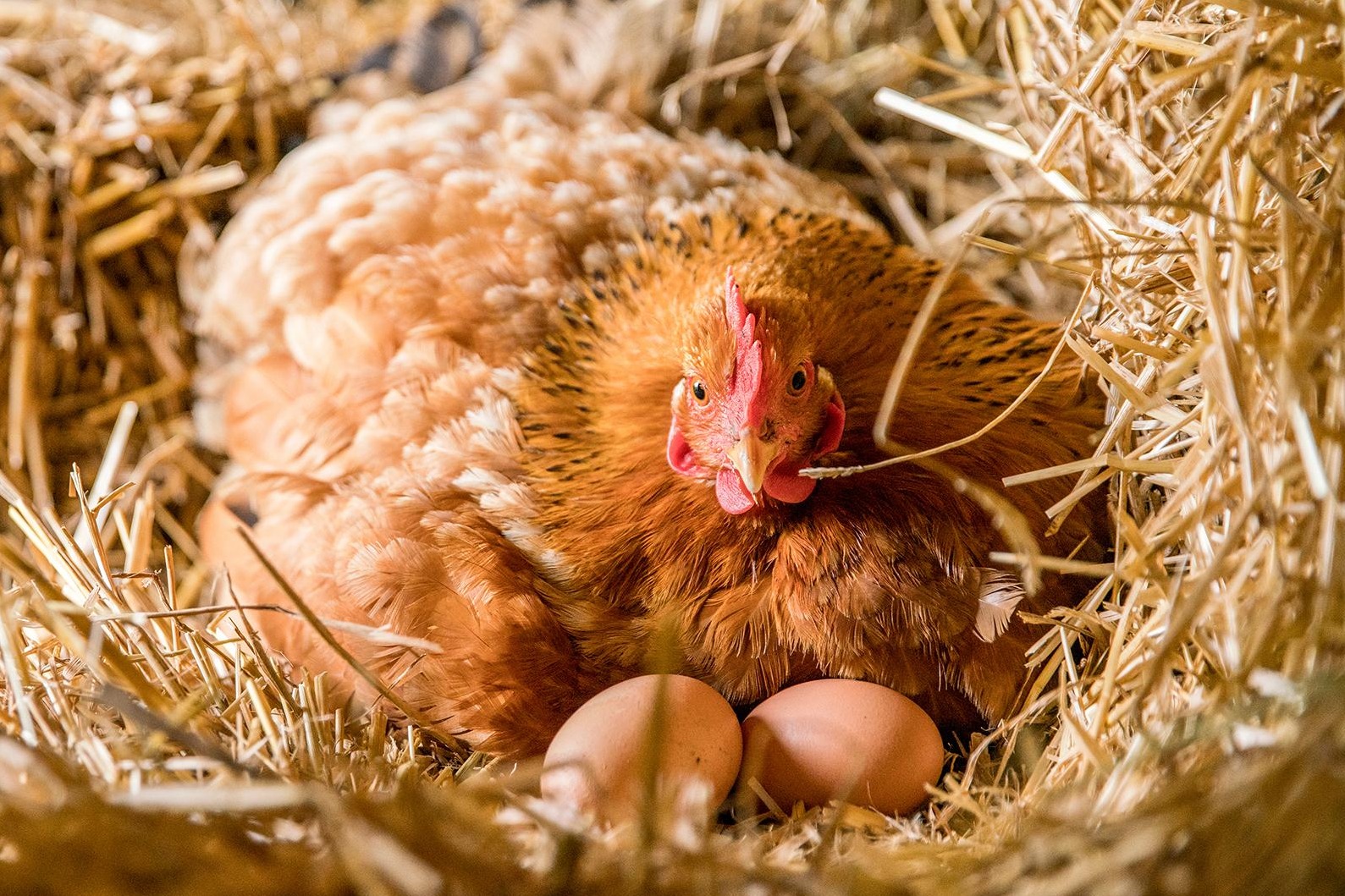 Eine braune Henne brütet über ihren Eiern.