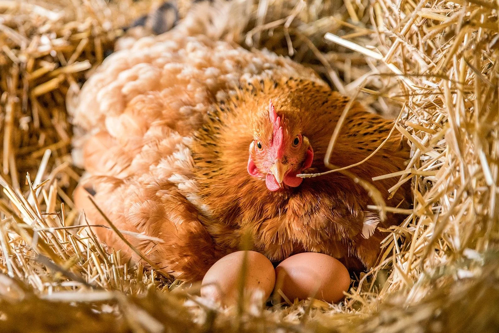 A brown hen broods over her eggs.