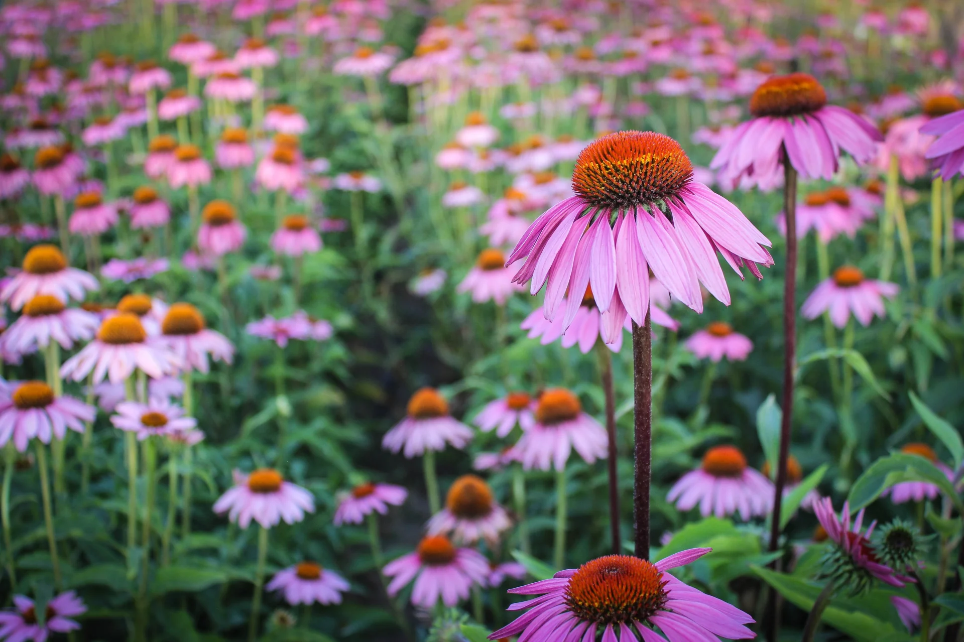 Echinacea