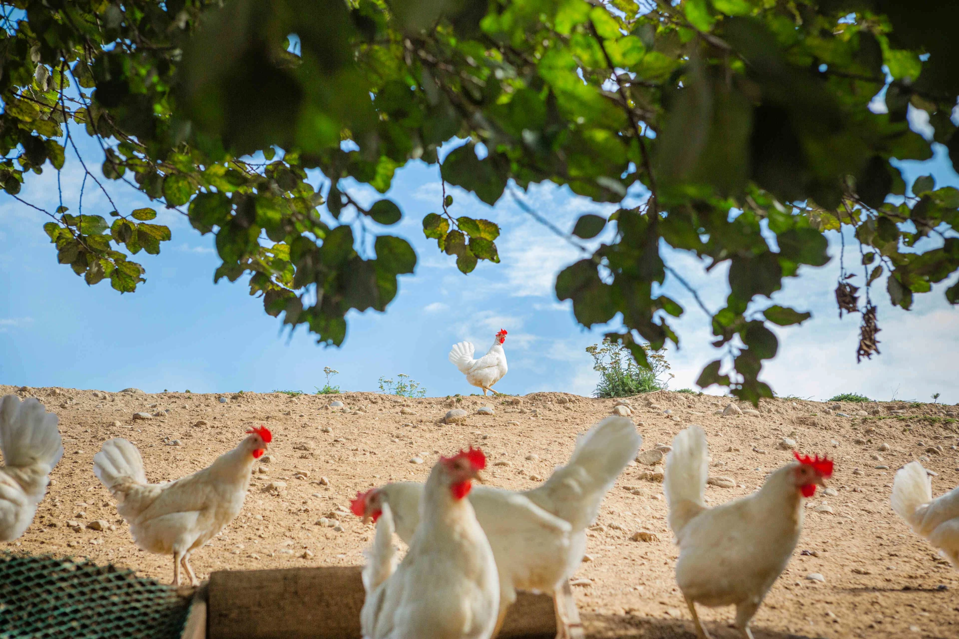 Des poules blanches sous un arbre en plein air