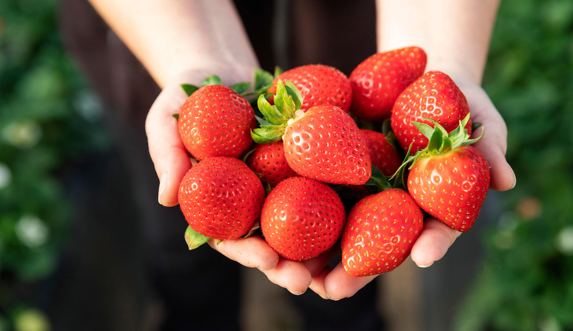 Two hands holding a handful of strawberries