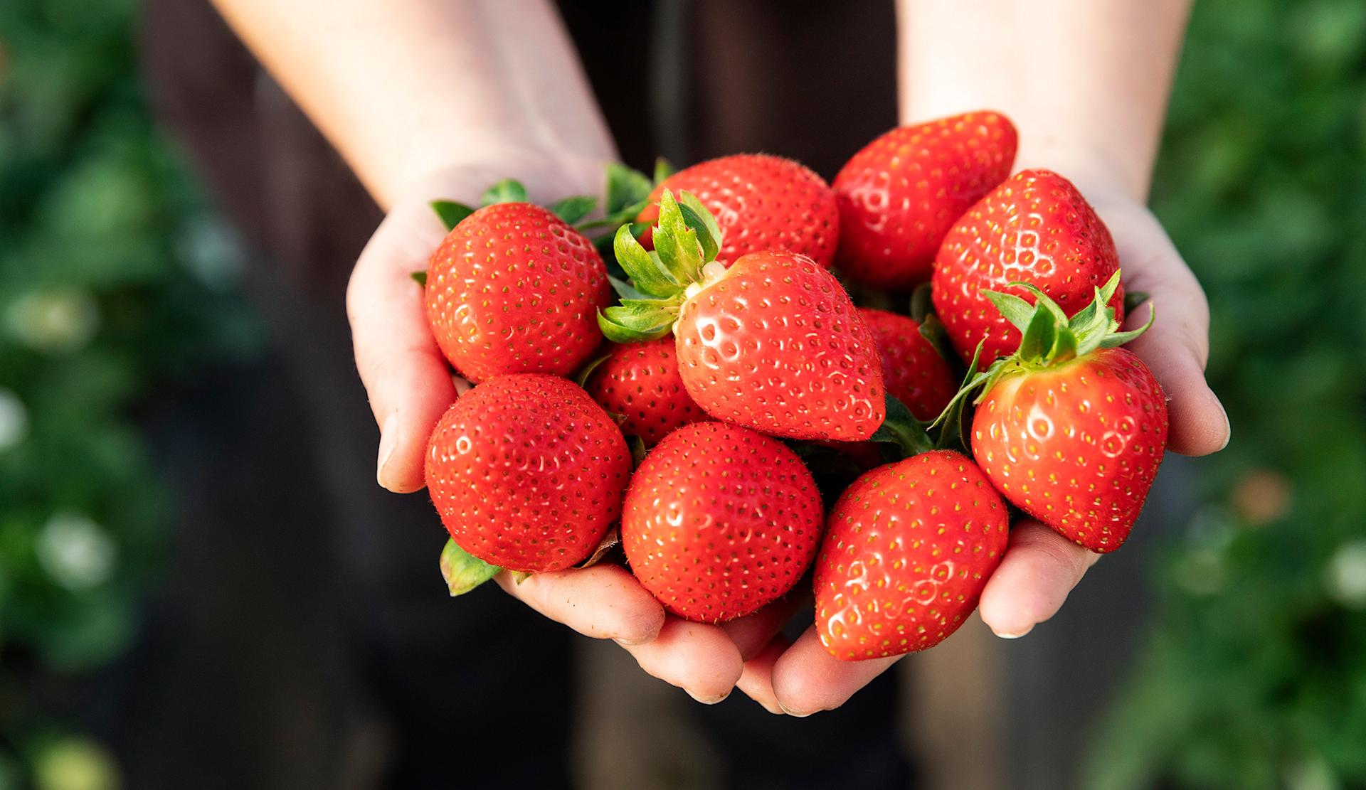 Two hands holding a handful of strawberries