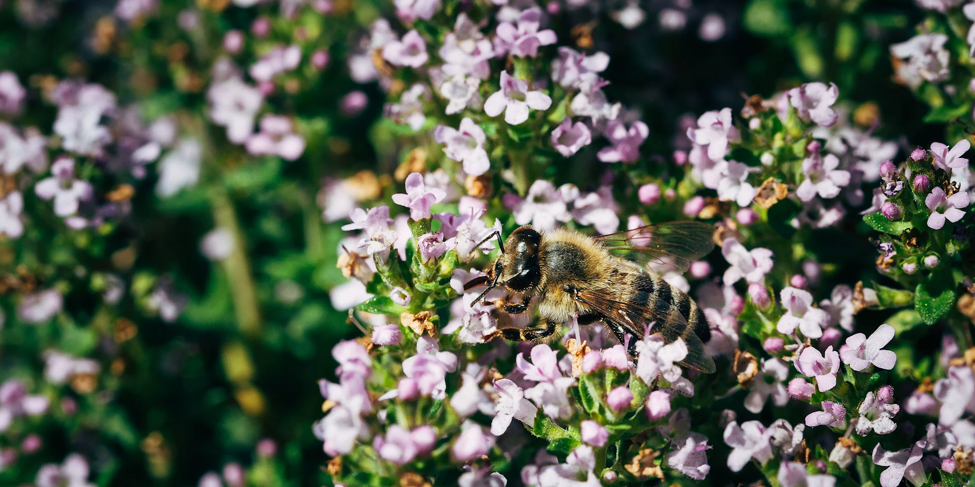 Eine Biene im Thymian