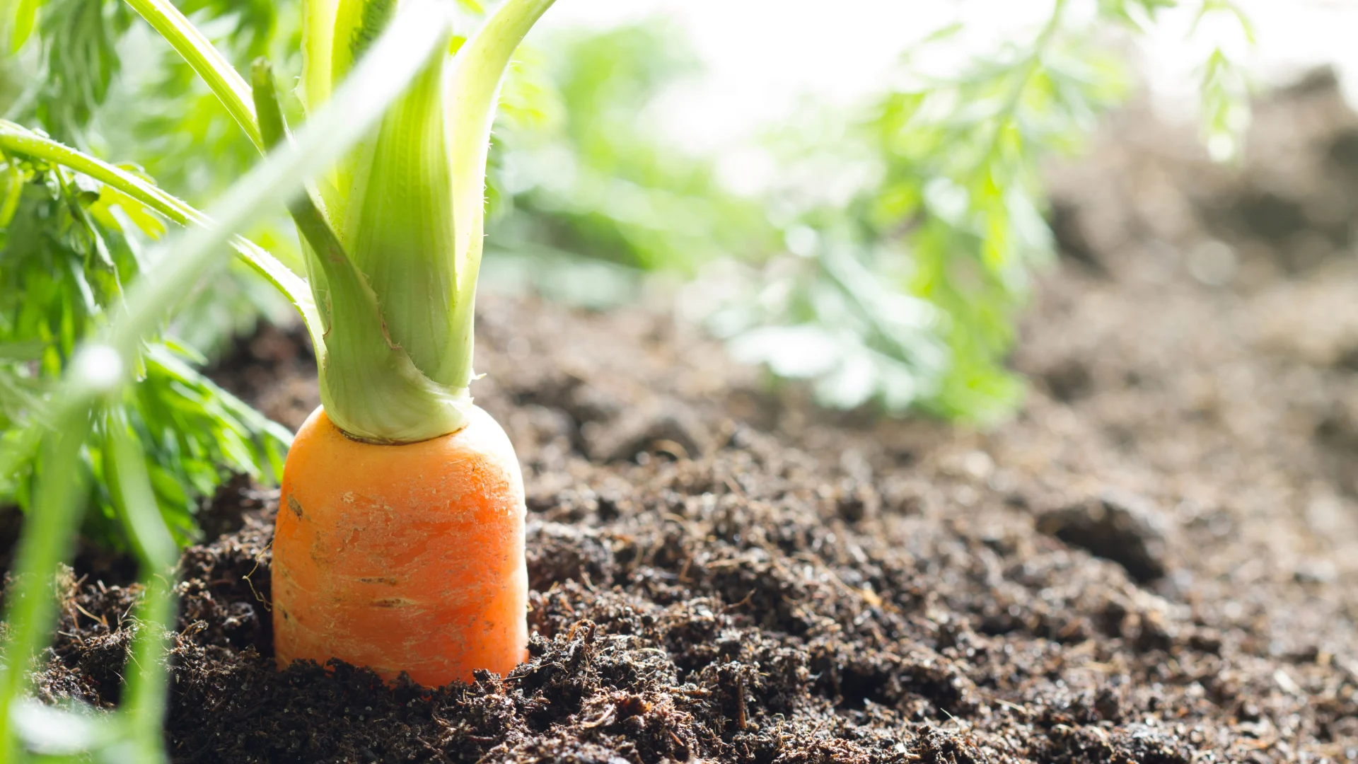 Des carottes bio dans un champ, peu avant la récolte.