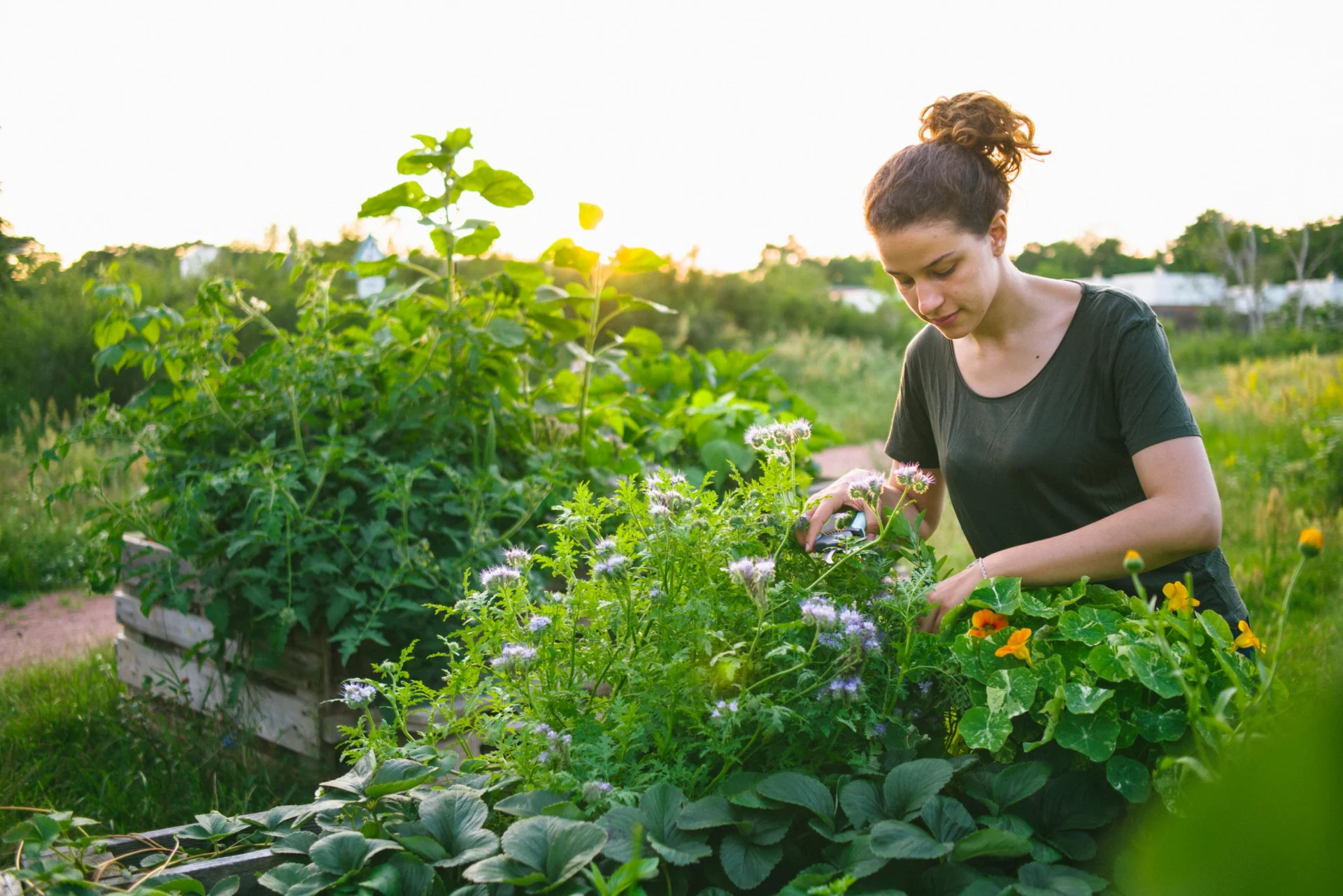 Une femme jardine dans un potager surélevé