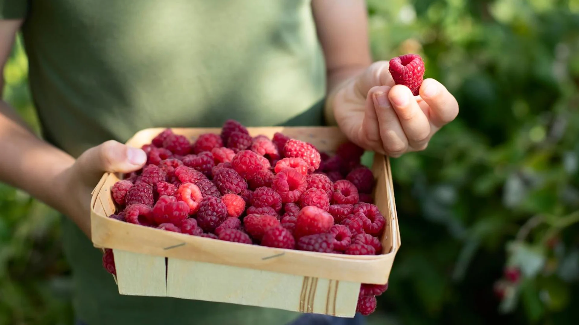 Eine Schale frischgepflückter Himbeeren