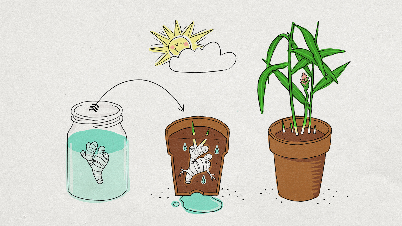 Illustrazione: una radice di zenzero galleggia in un bicchiere di vetro e viene successivamente messa a dimora in un vaso di terra. Con il tempo spuntano alcune foglioline. 