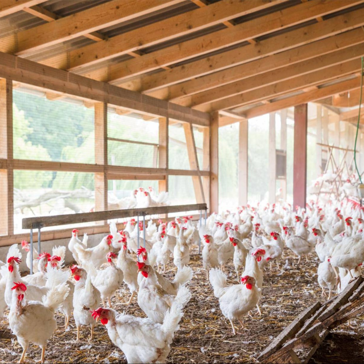 Hühner bei schlechtem Wetter im gedeckten Aussenbereich.