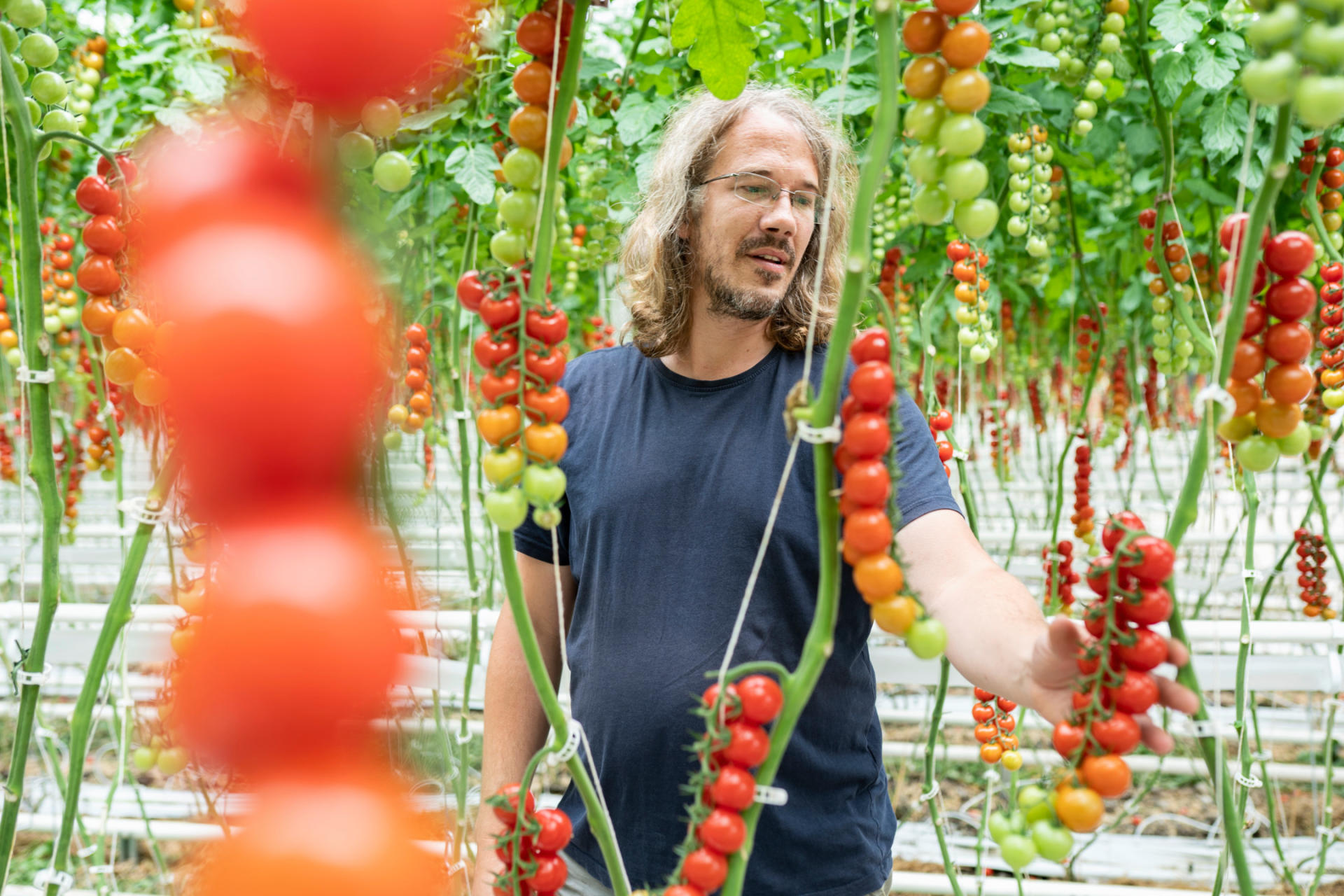René Sgier, Betriebsleiter der Imhofbio AG, zwischen an Zweigen hängenden Cherry-Tomaten