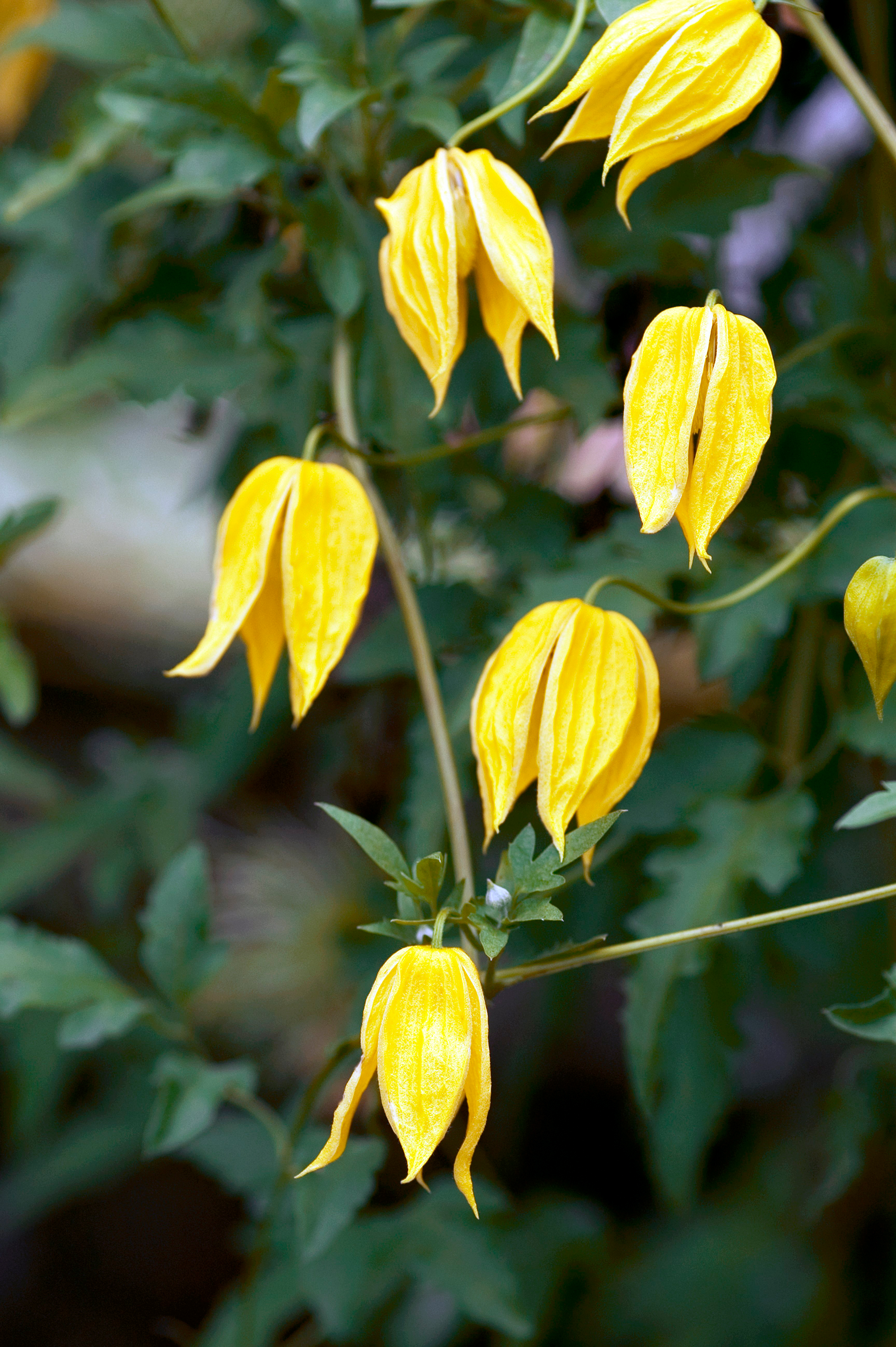 Clématite tangoute (Clematis tangutica)