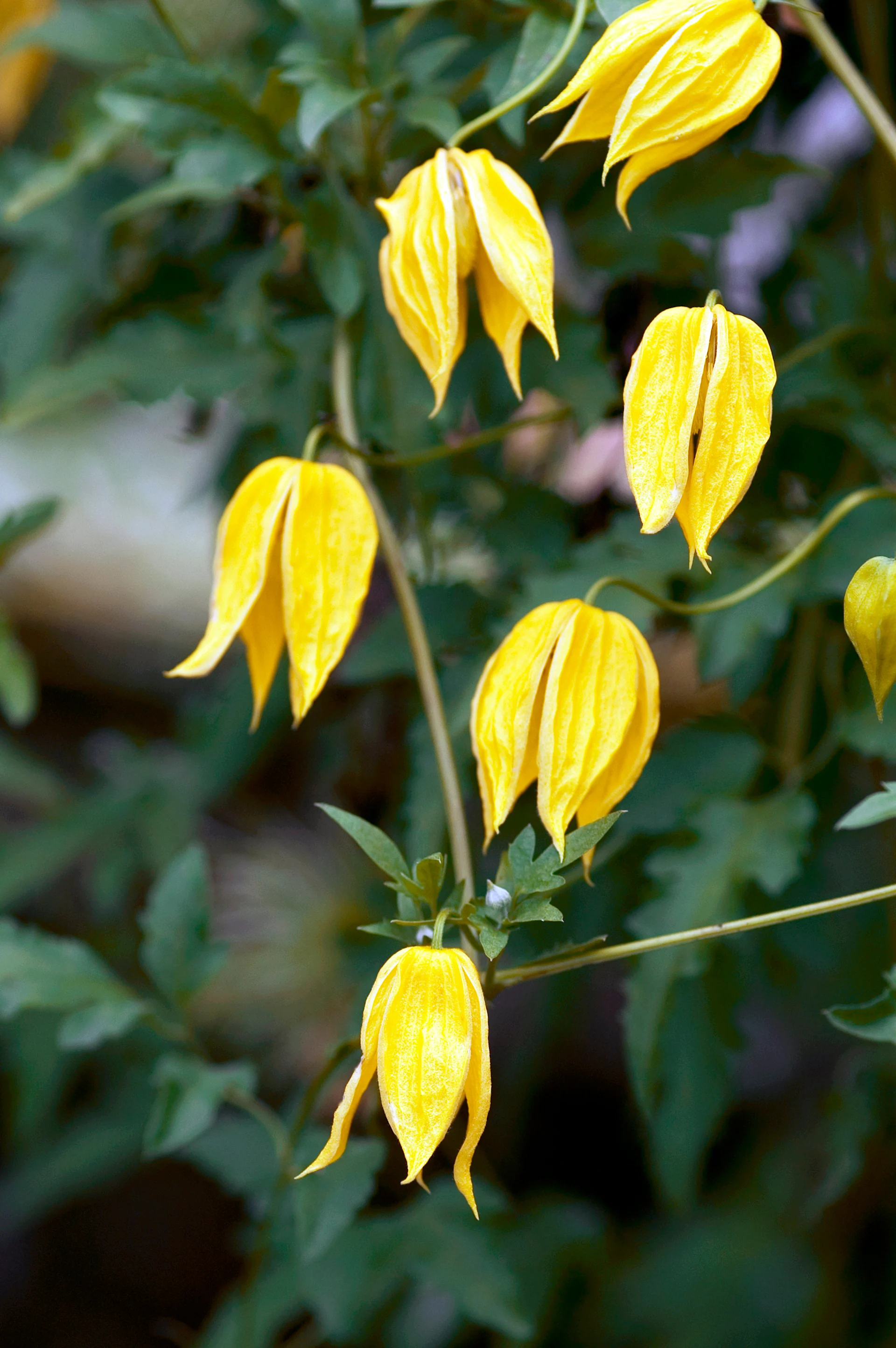 Clematide (Clematis tangutica)