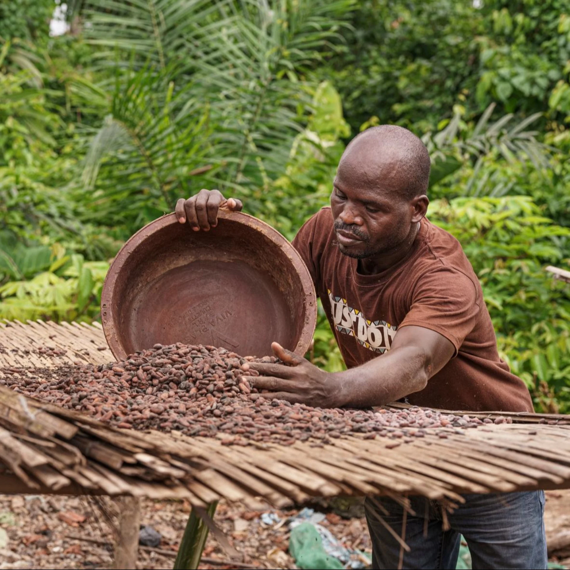Ein Kakaobauer leert Früchte zum Sortieren aus.