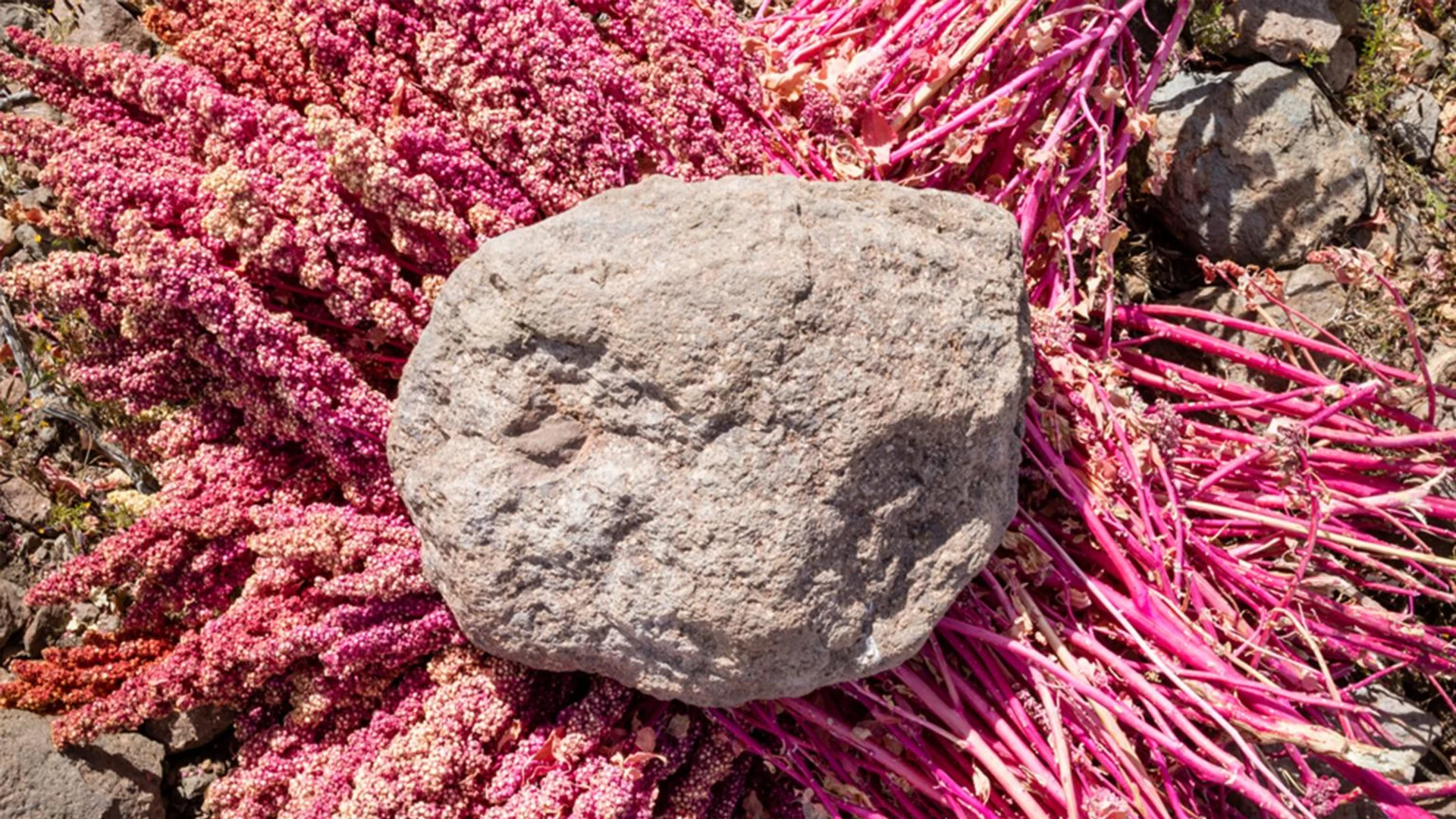 Una pietra appesantisce i cespugli di quinoa rosa e raccolti.