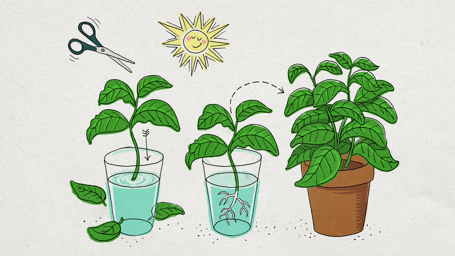 Illustrazione: un rametto di basilico è infilato in un bicchiere d'acqua e illuminato dal sole. Con il tempo il getto comincia a formare le radici e può essere trapiantato in un vaso.