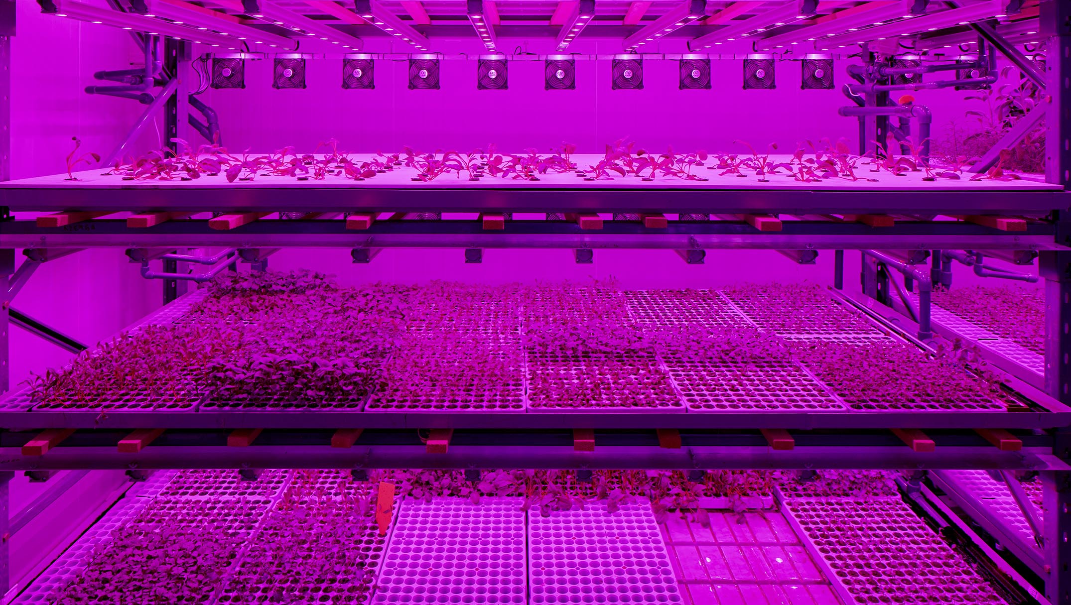 Seedlings on a shelf, bathed in red light