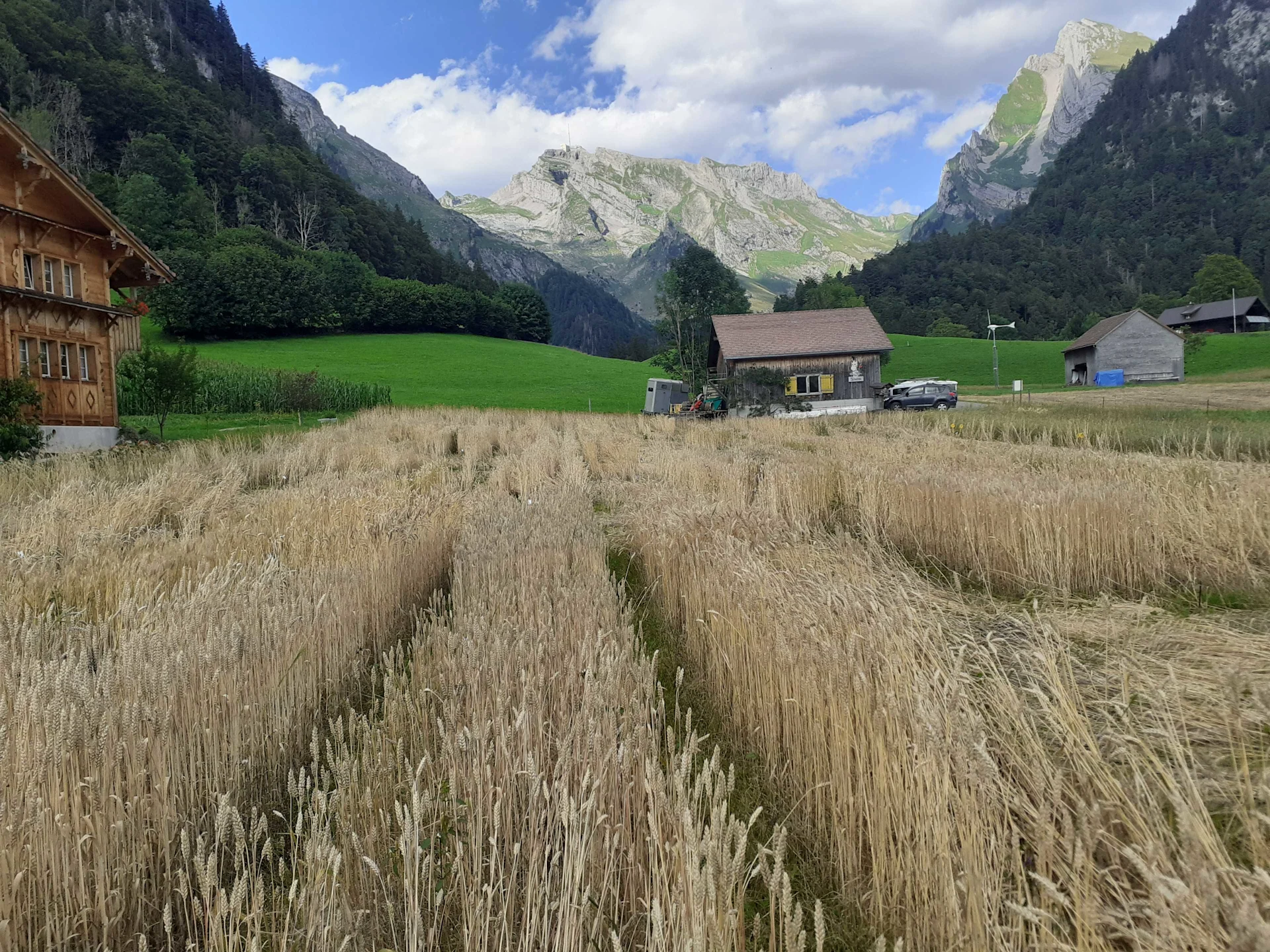 Ein Versuchsfeld mit Berggetreide im Alpsteingebiet.