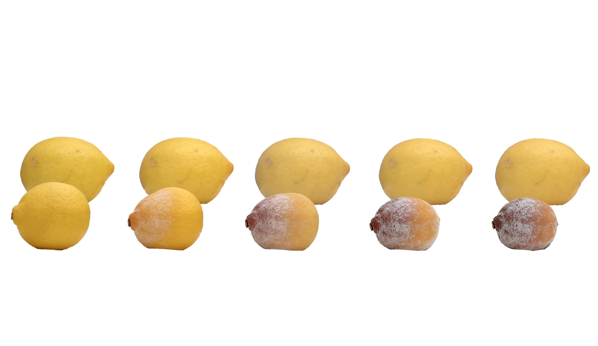 Verschiedene Stadien von schimmligen Zitronen
