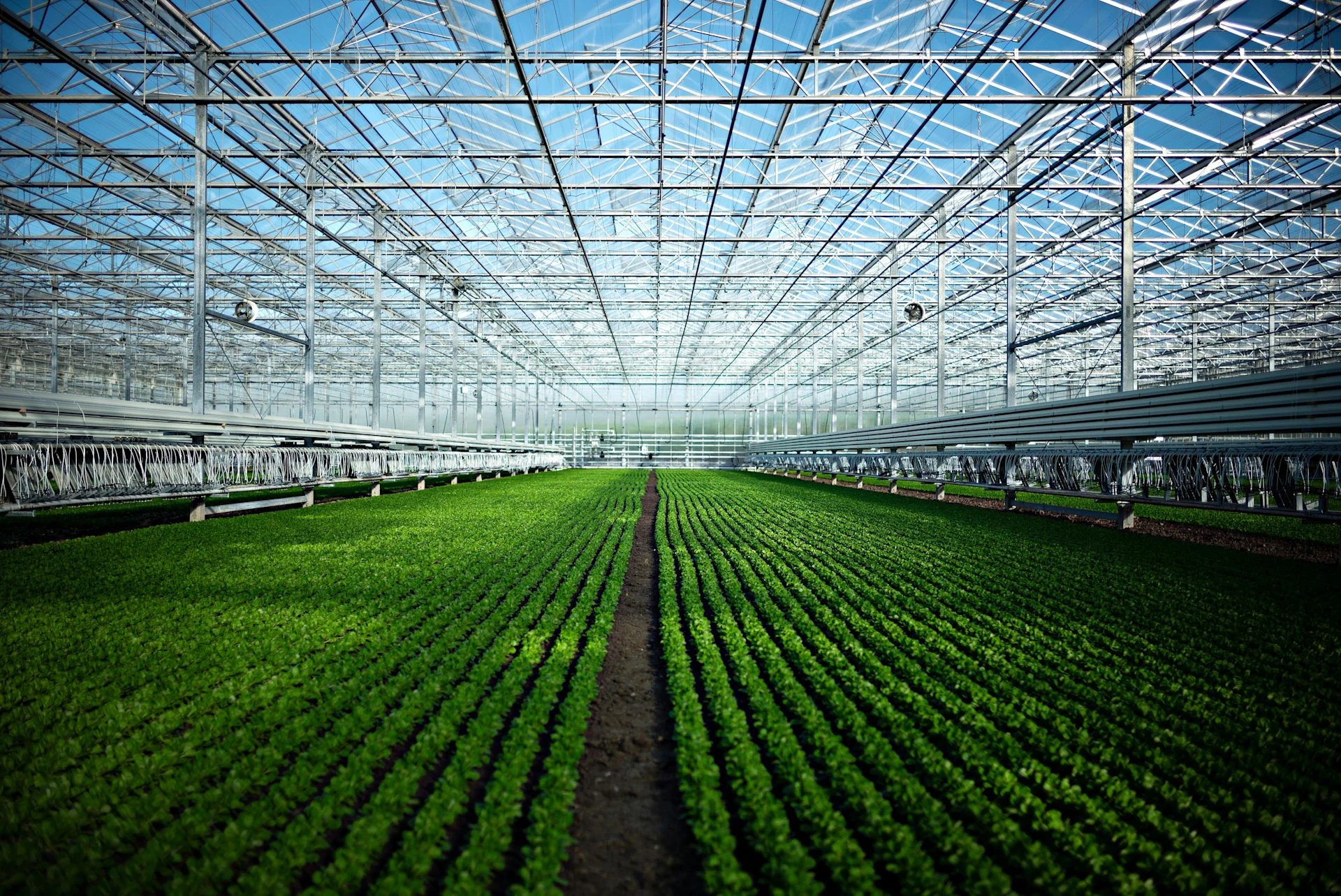 Rows of plants in a greenhouse