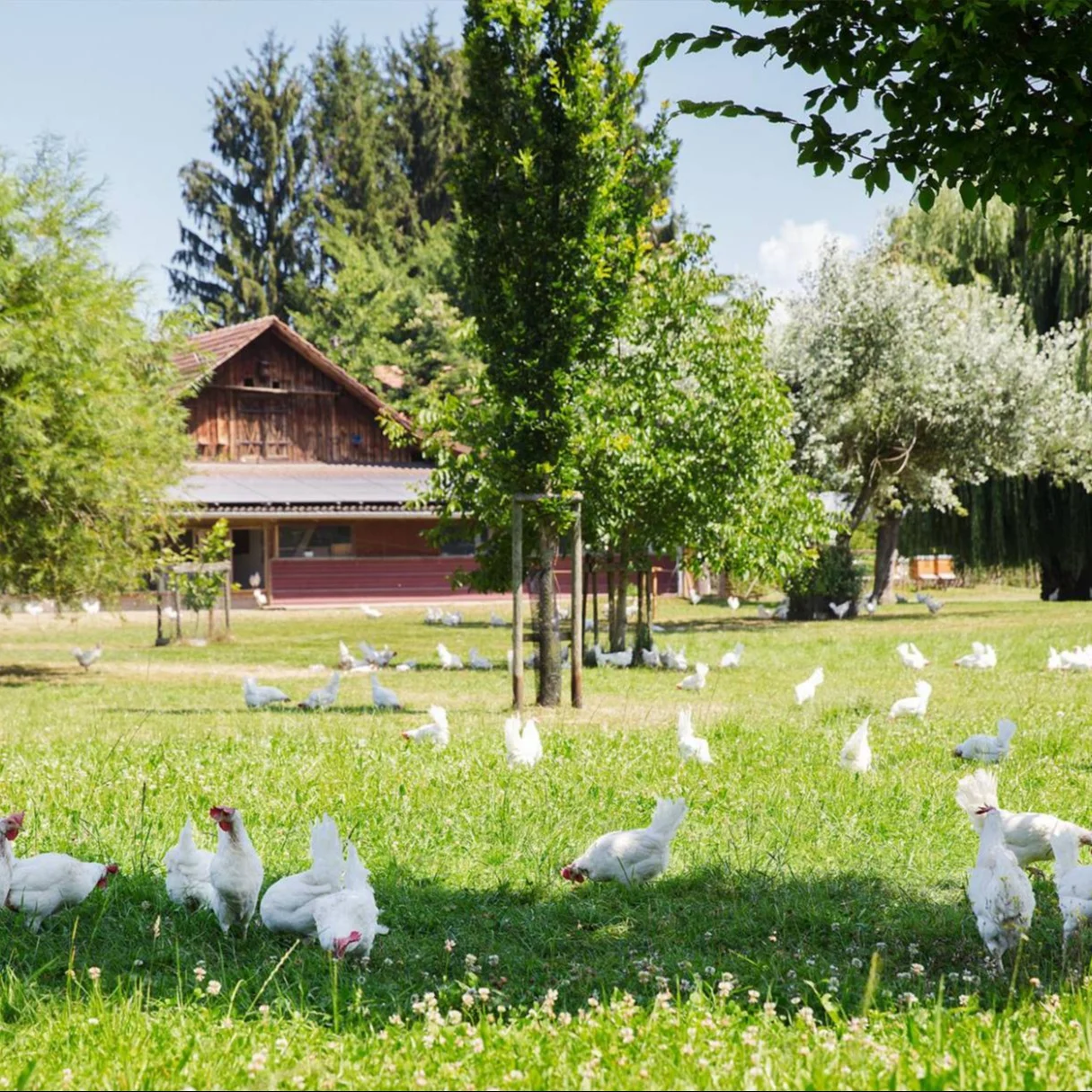 White chickens in a pasture, under the shade of some trees.