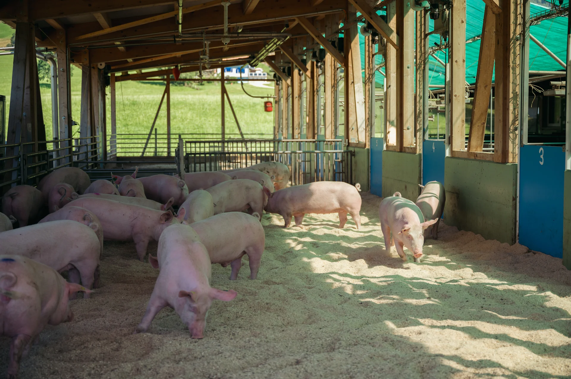Des cochons dans la sciure.