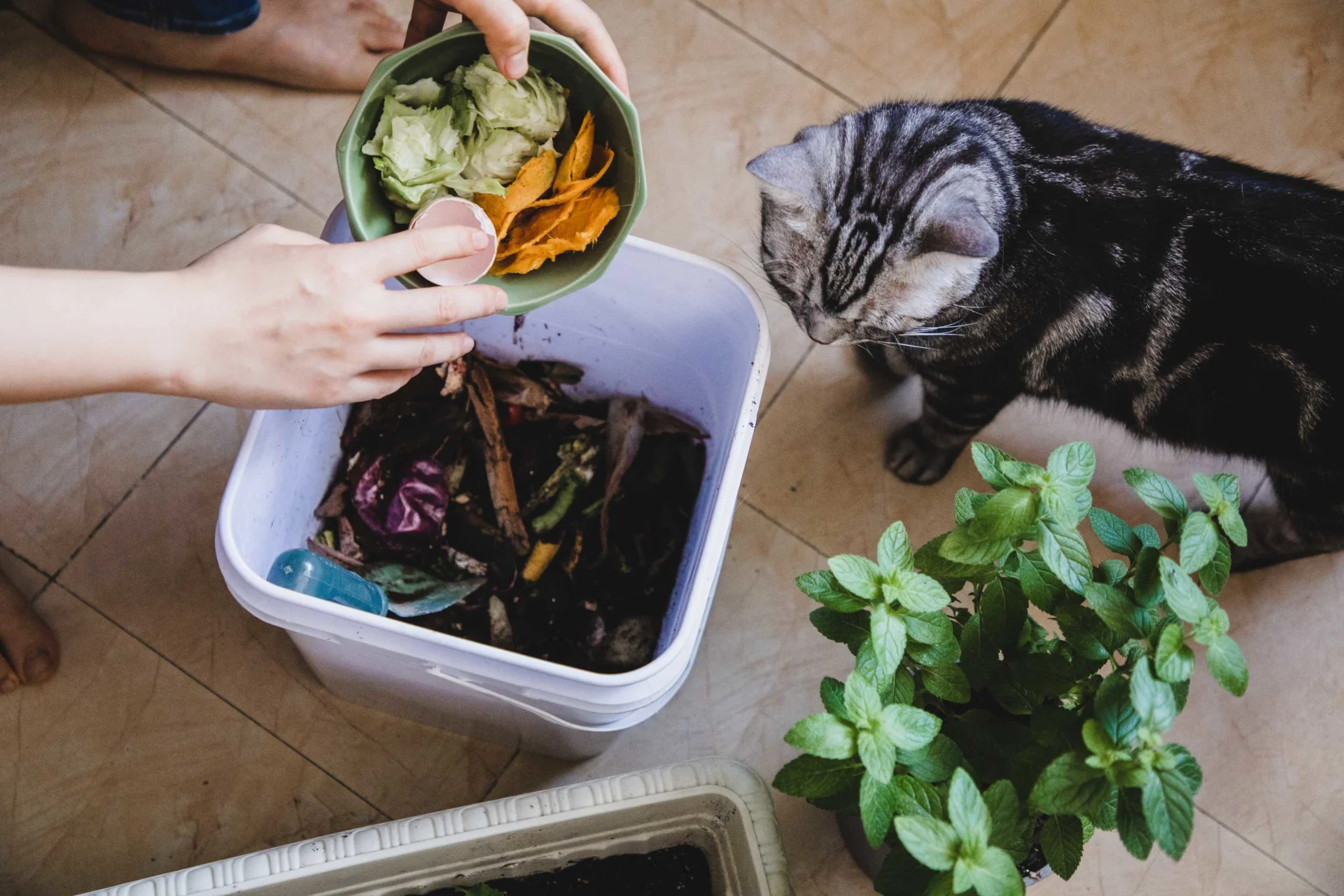 A woman throws food scraps into a compost bin, next to her a curious cat watches