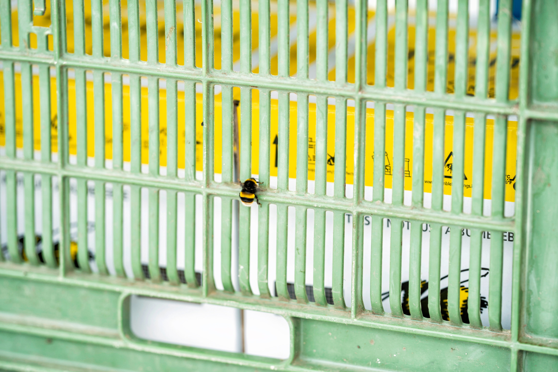  Un bourdon sur un treillis