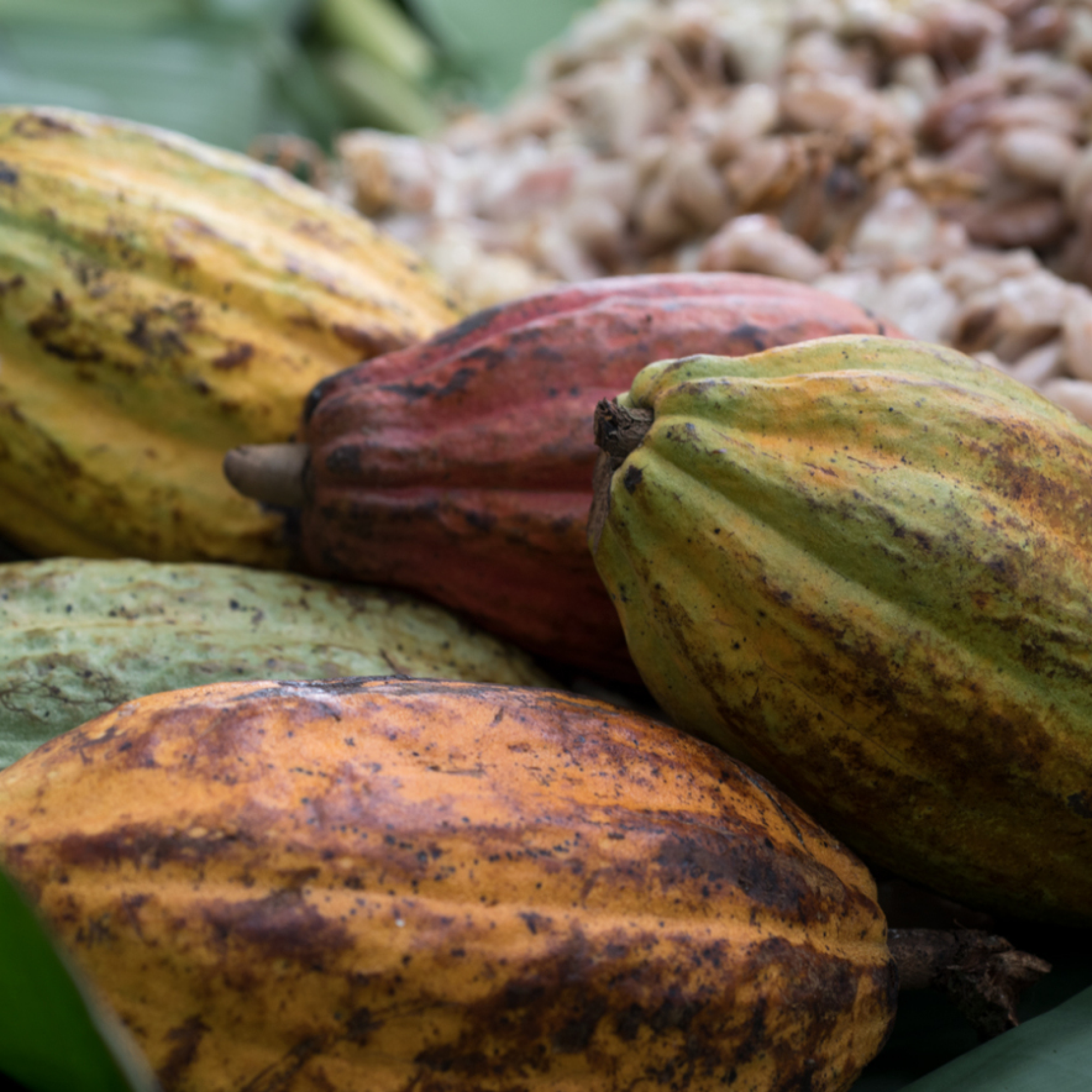 Semi dell'albero del cacao