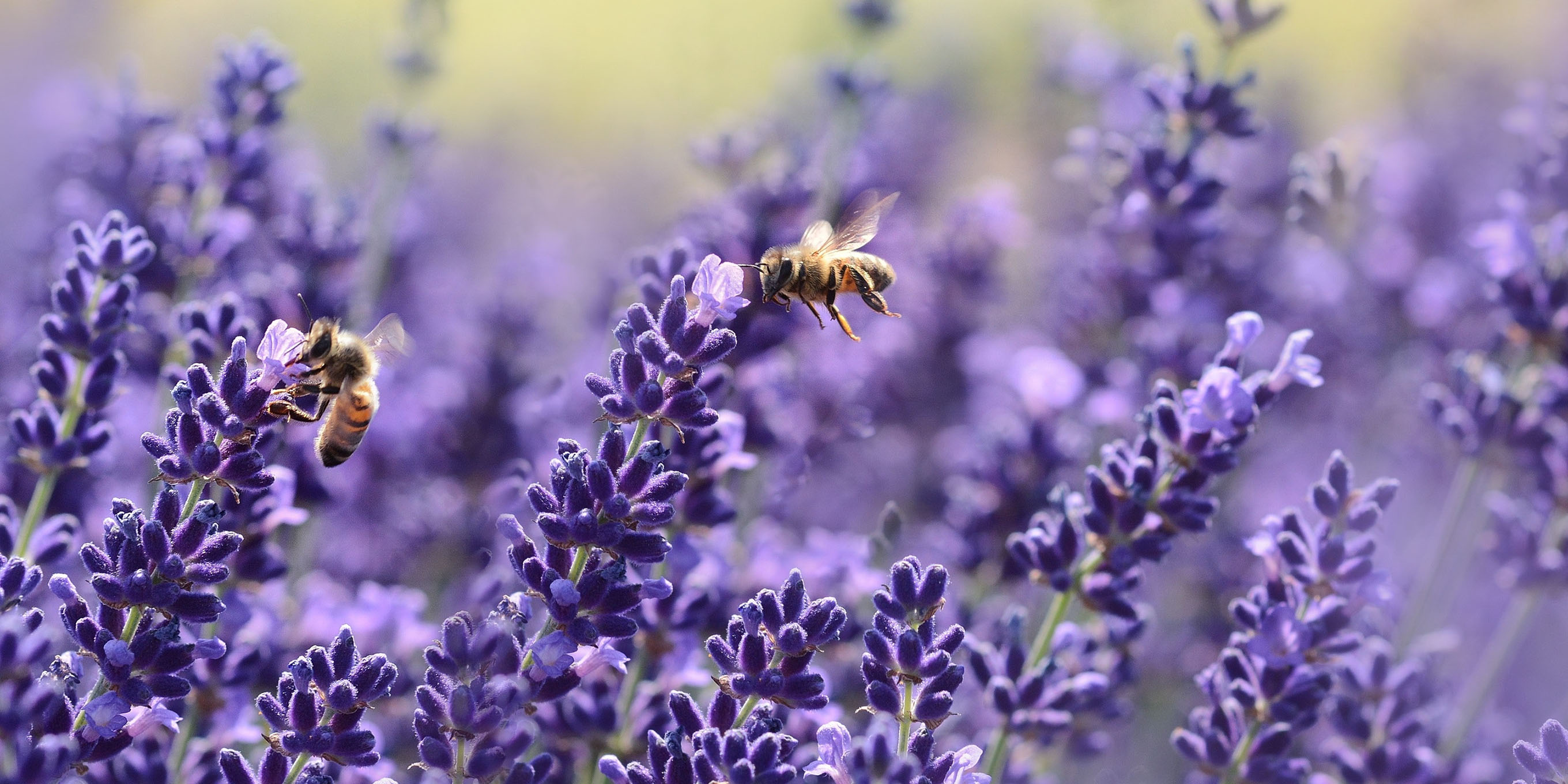 Bienen im Lavendel