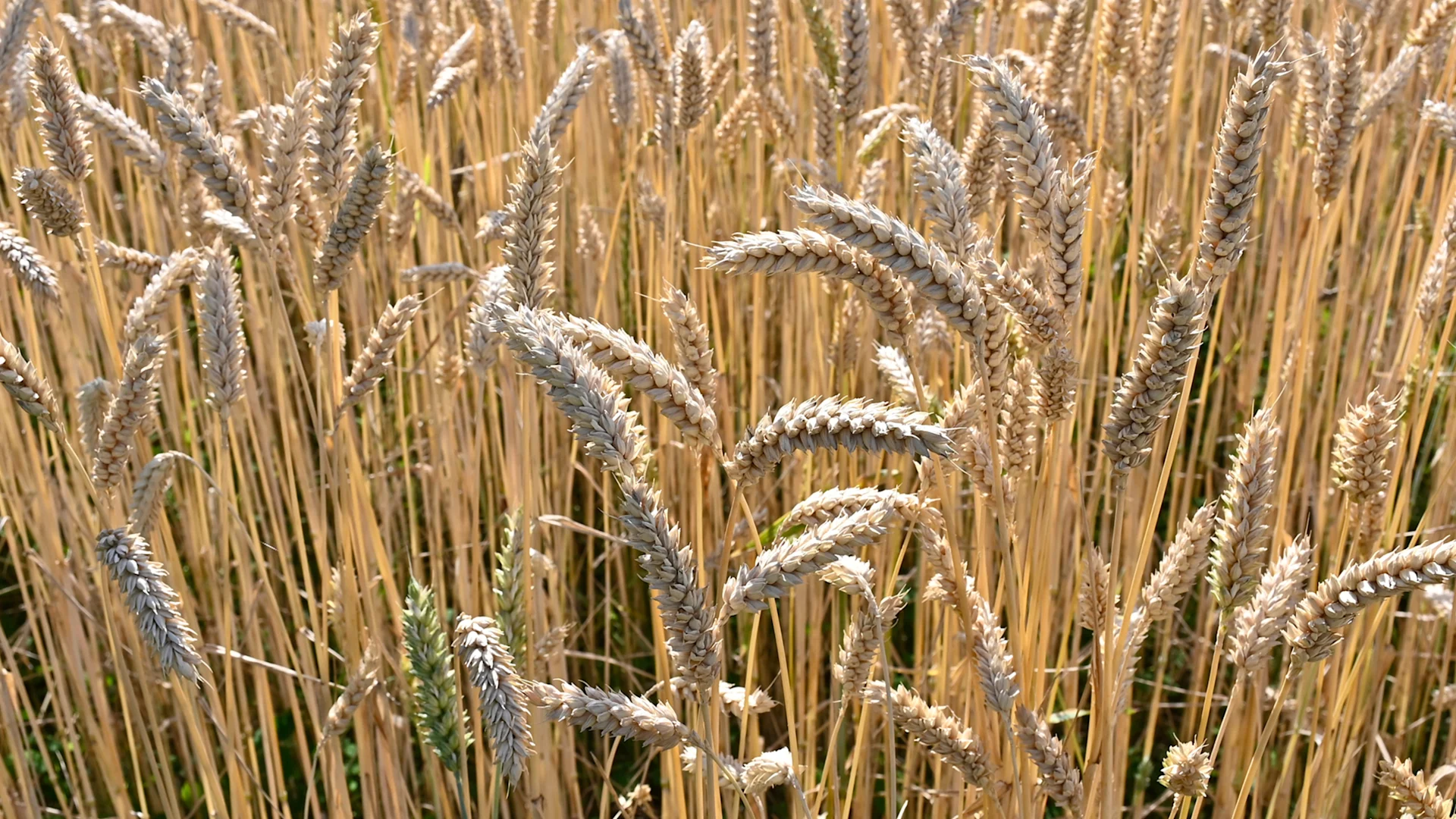 Les mauvaises herbes sont éradiquées à mains nues ou avec un outil manuel. Blé dans un champ de blé
