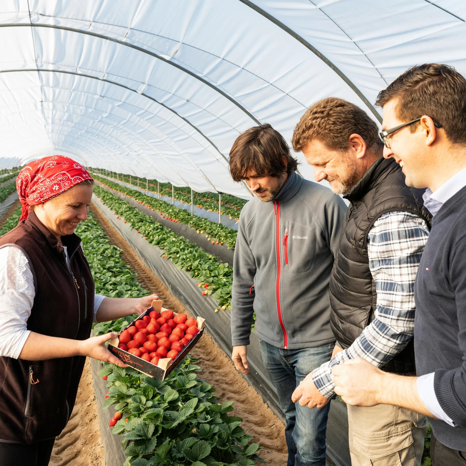 Erntehelferin Nicoleta David Nanu präsentiert eine Kiste mit frisch gepflückten Erdbeeren.