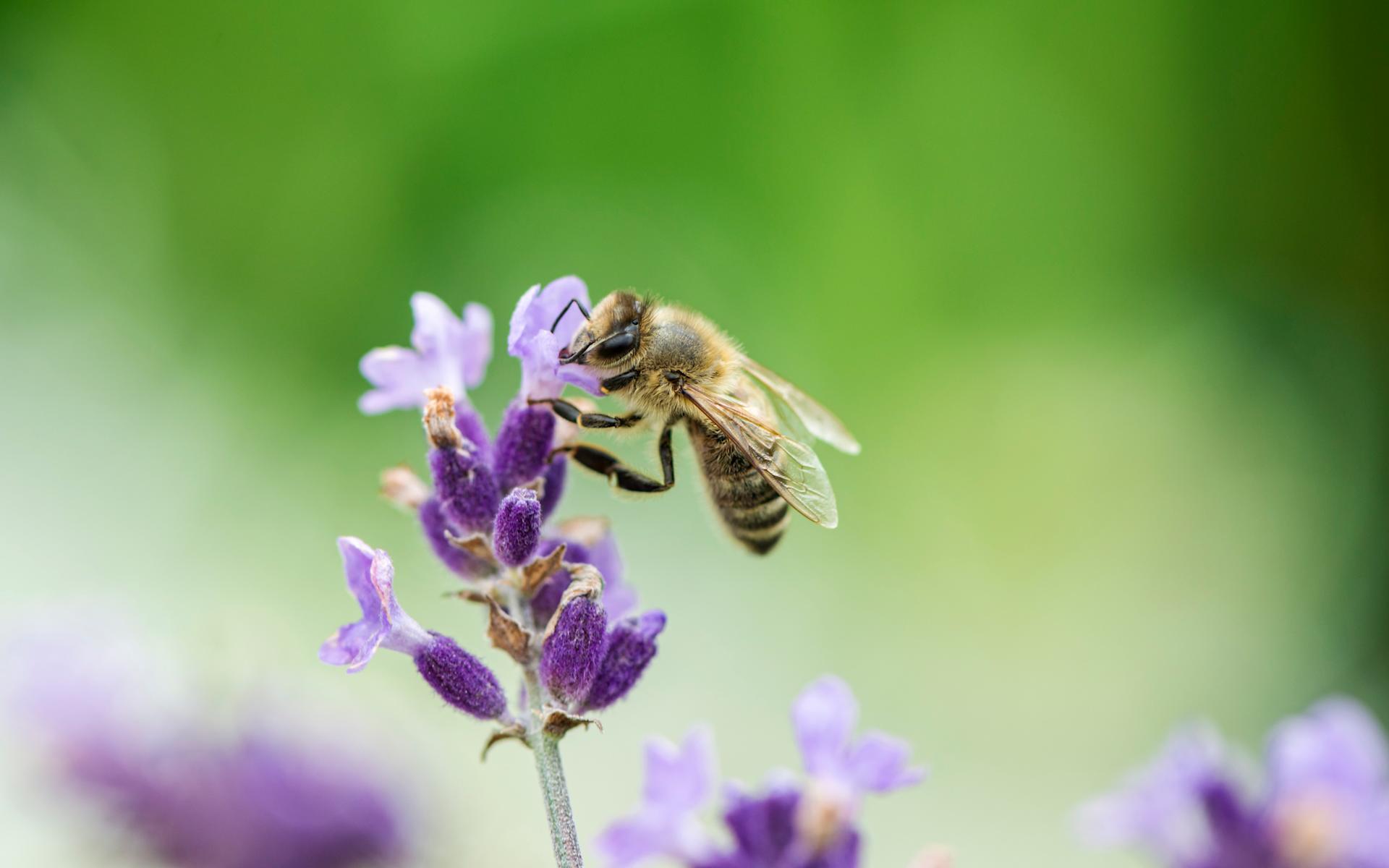 Abeille sur une fleur