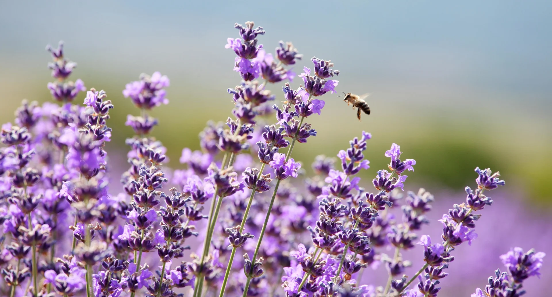 Lavendel mit einer Biene