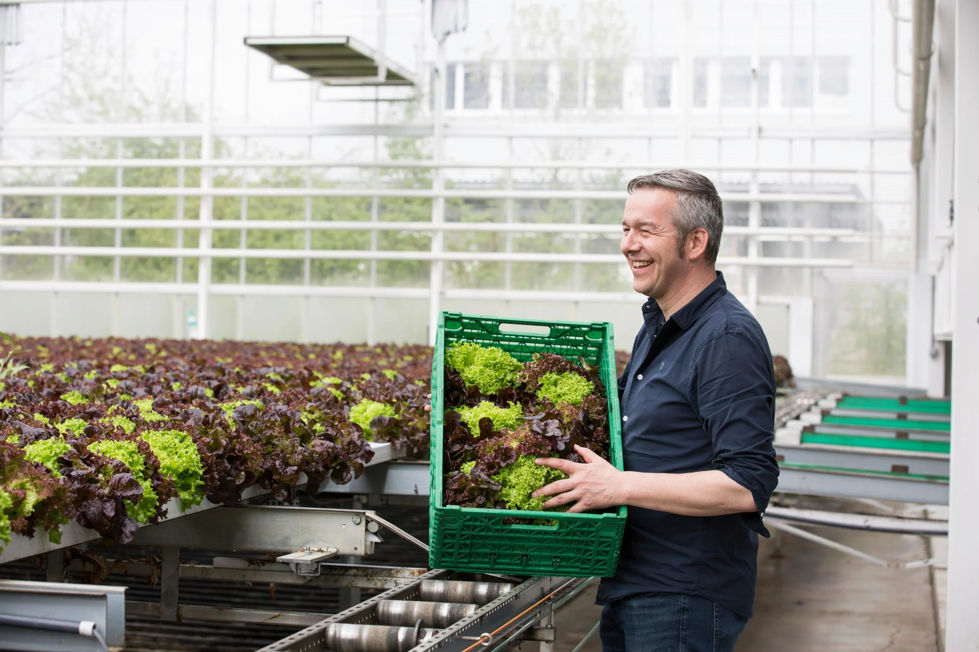 A farmer stands smiling in a greenhouse with a box of lettuce.