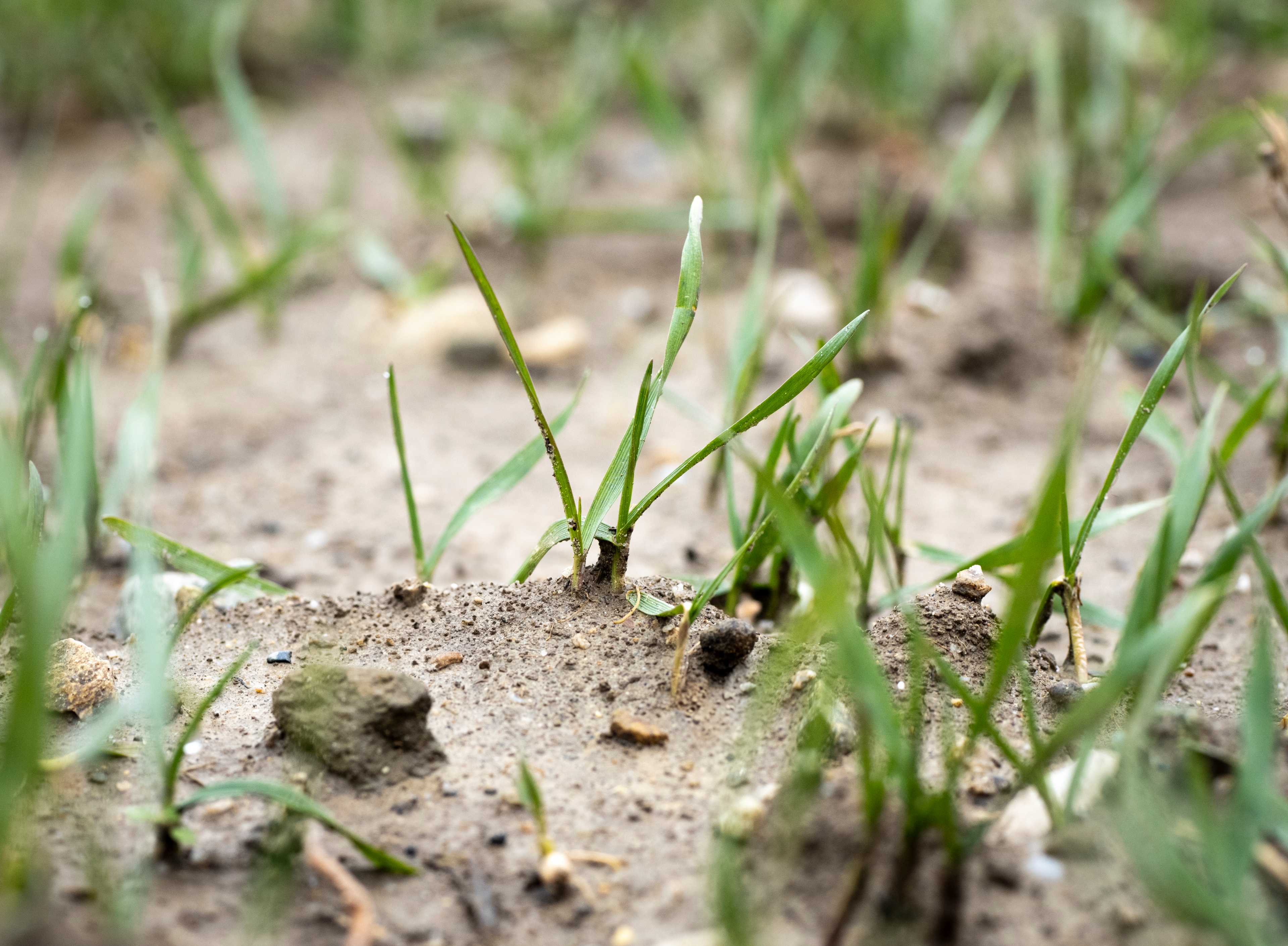 Winterweizen spriesst aus der Erde