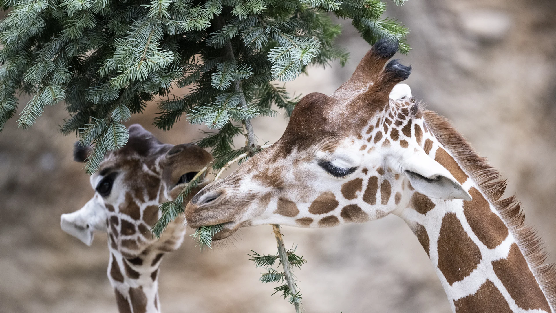 Giraffes at Zoo Zurich nibble on Christmas tree needles.