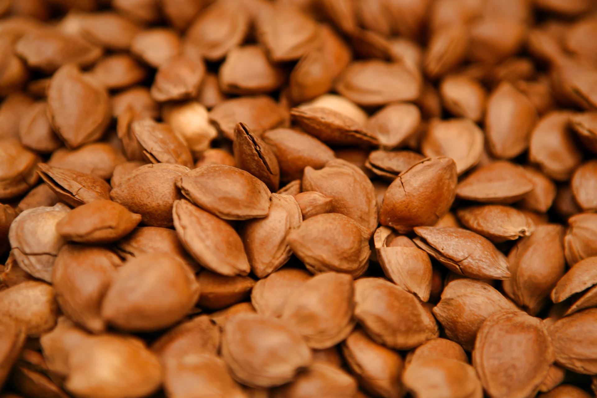 Many apricot kernels in a pile