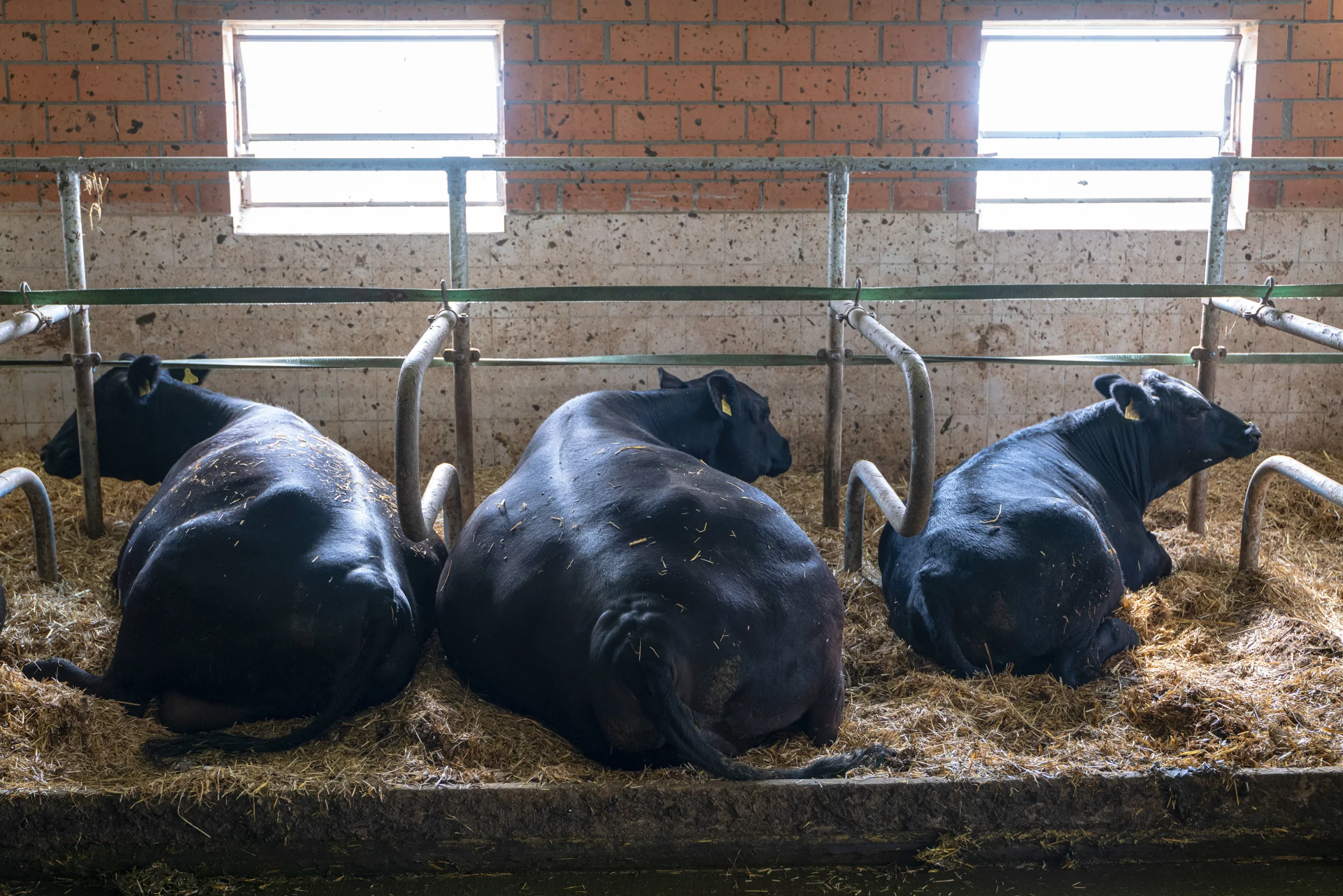 Animals lying in the barn.
