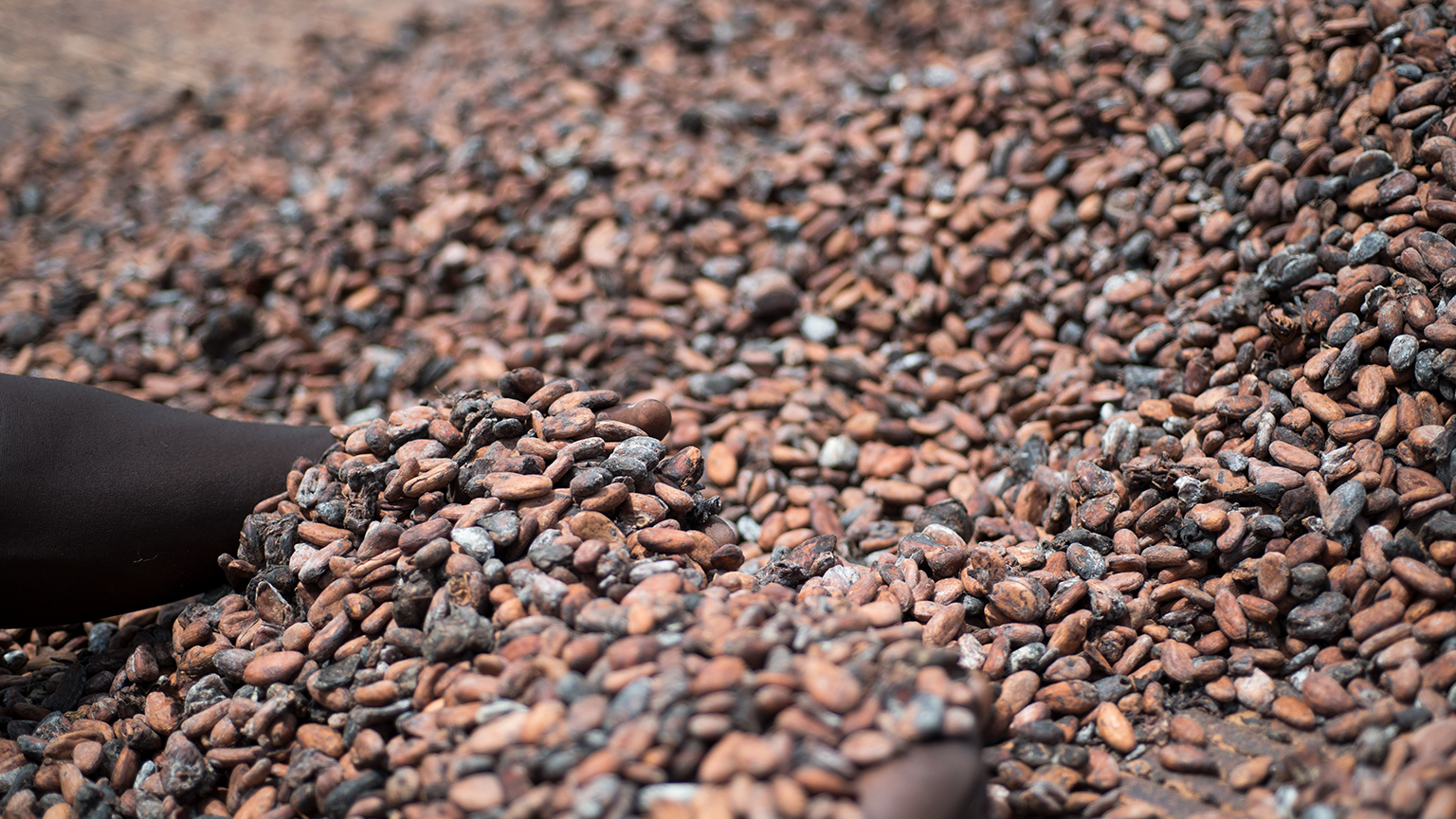 Un contadino affonda la mano in un mare di fave di cacao.