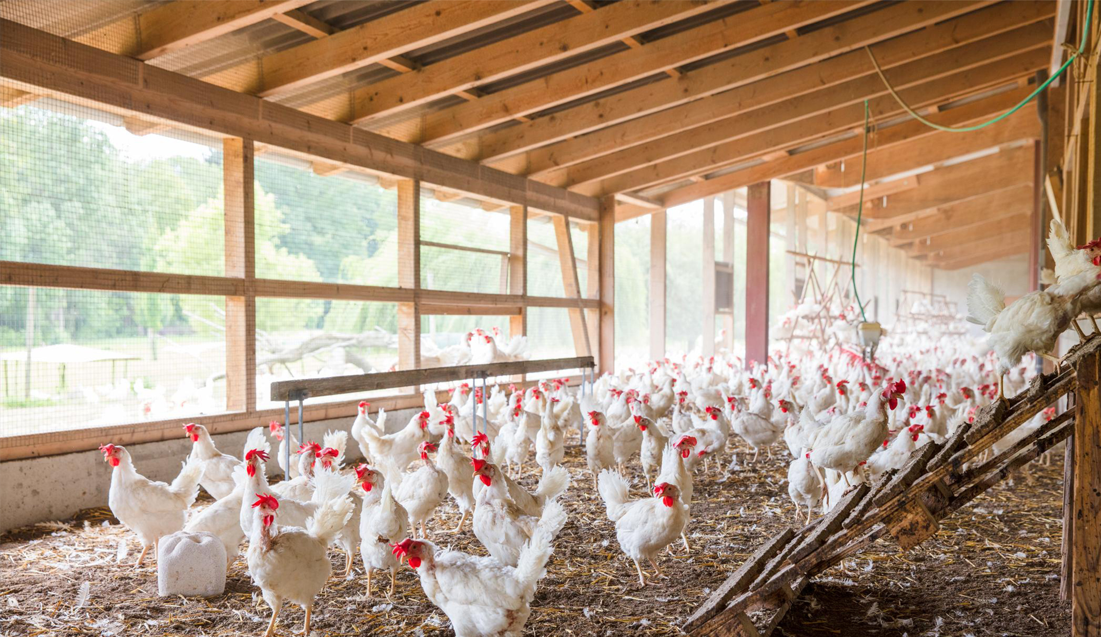 Des poules grattent et picorent dans un jardin d’hiver. 