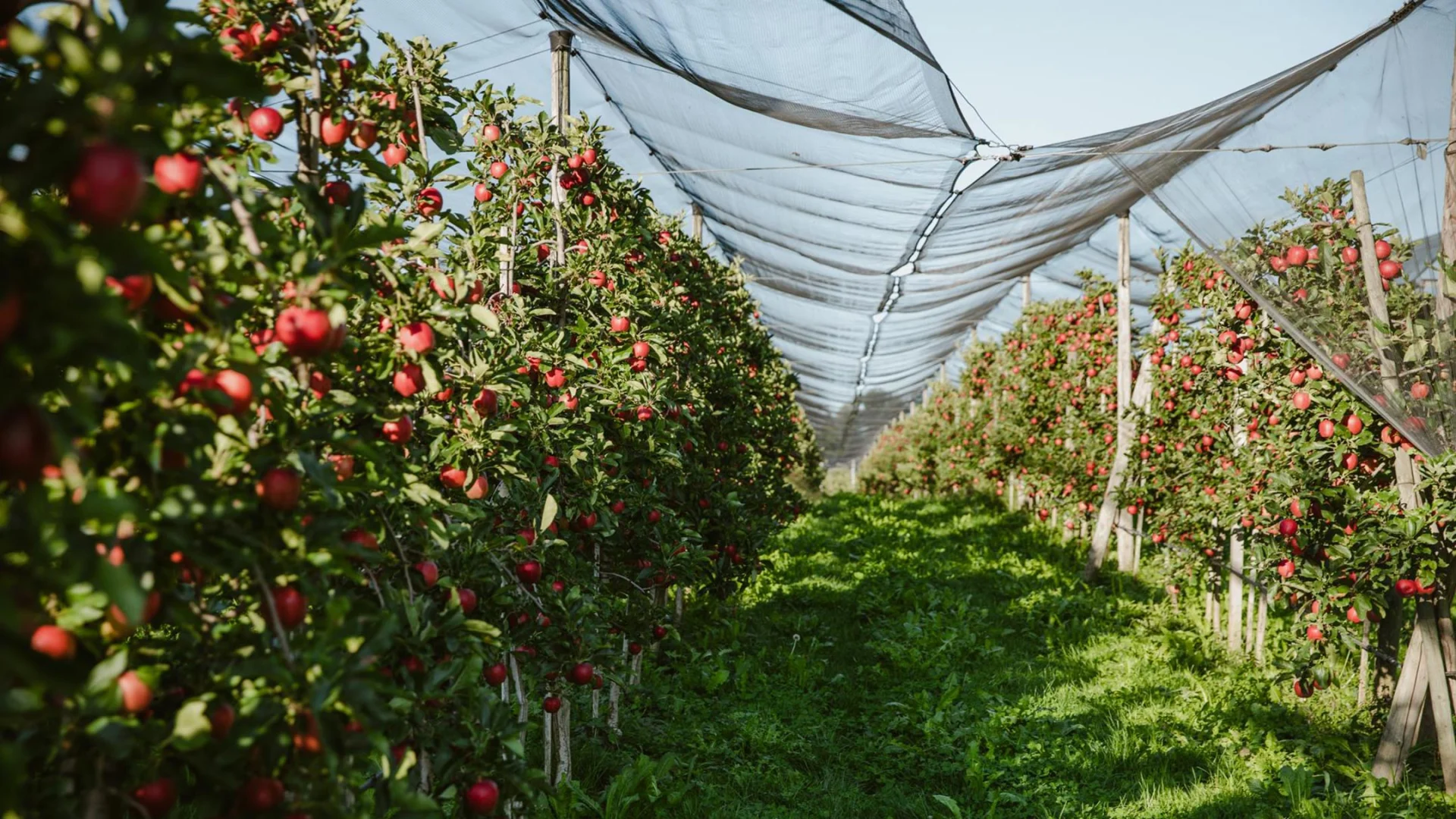 Apple trees with protective nets