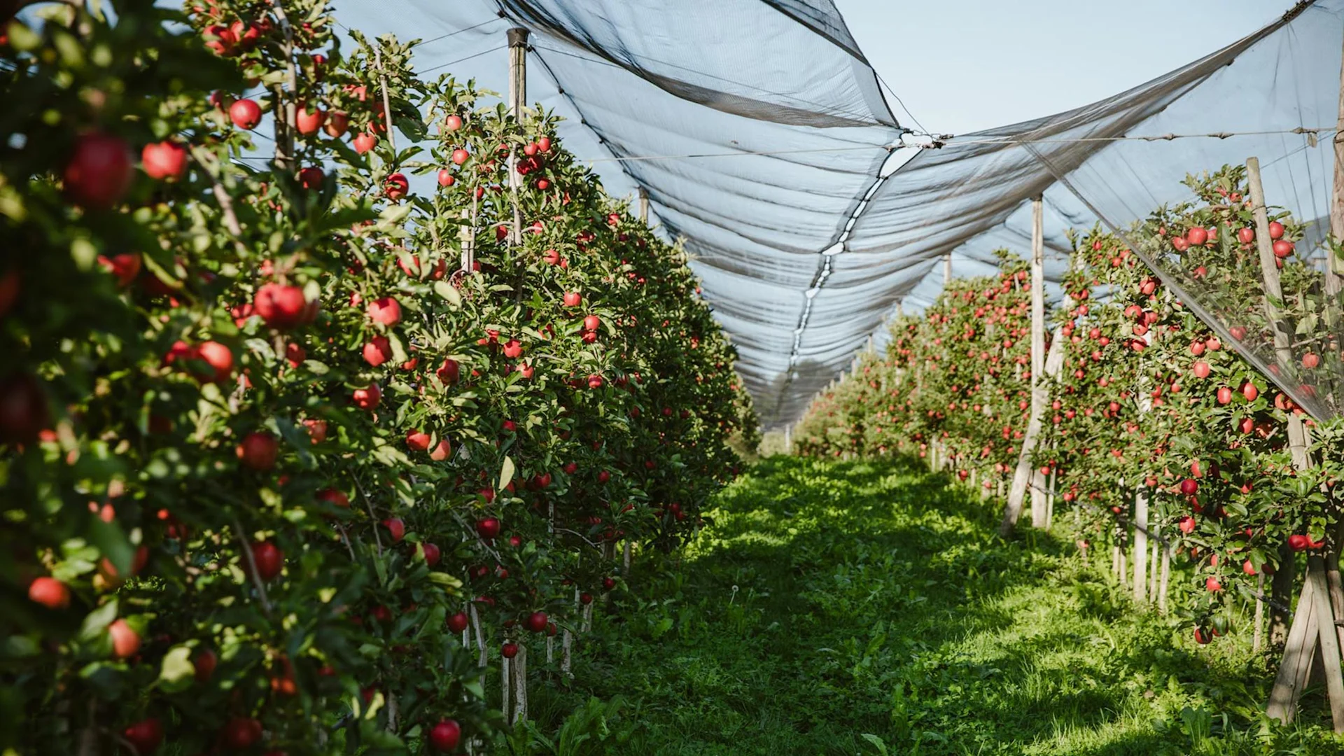 Le reti proteggono gli alberi da frutto e fanno sì che servano meno pesticidi. Meli con reti di protezione