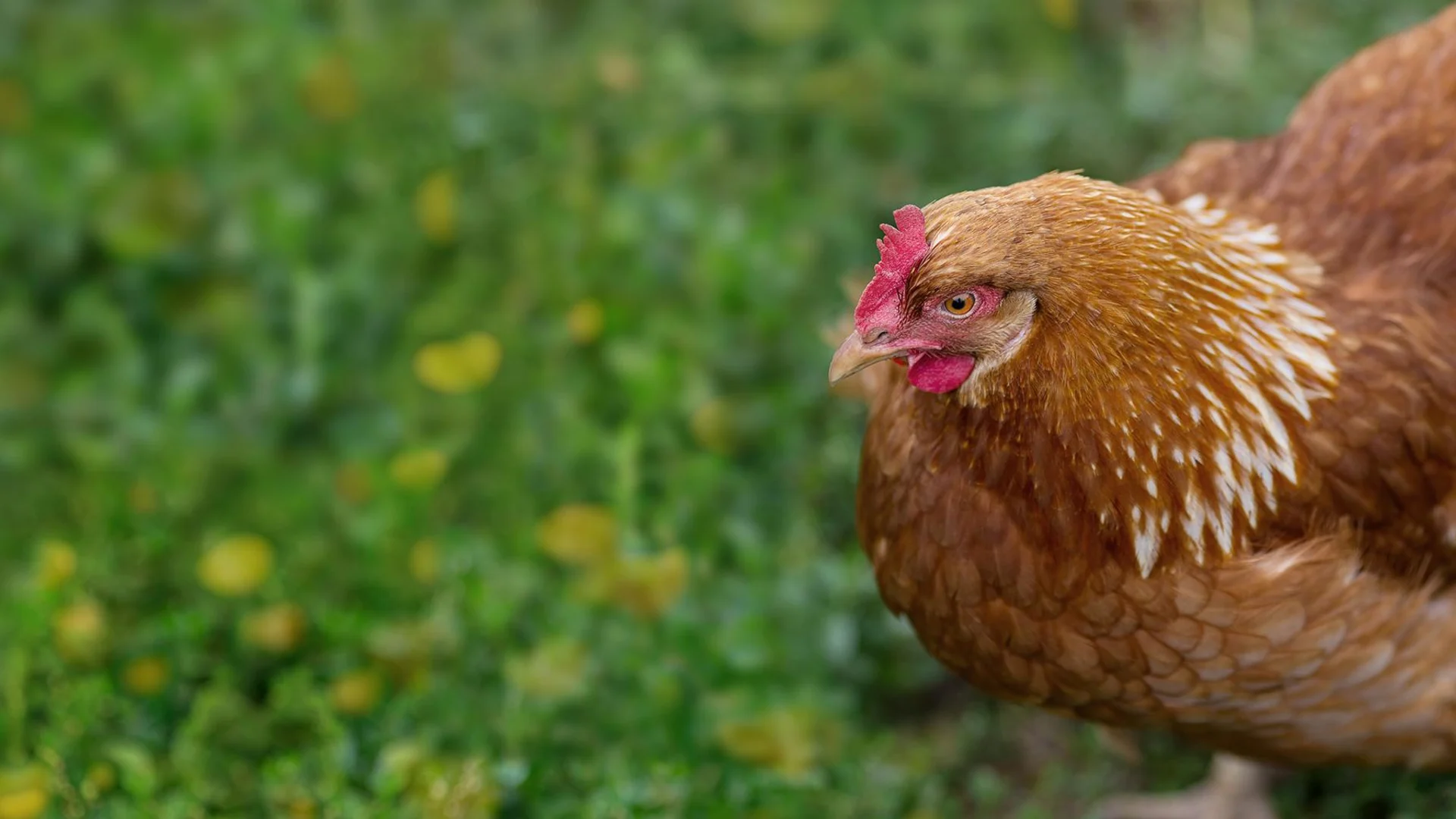 A brown chicken standing in a green meadow.