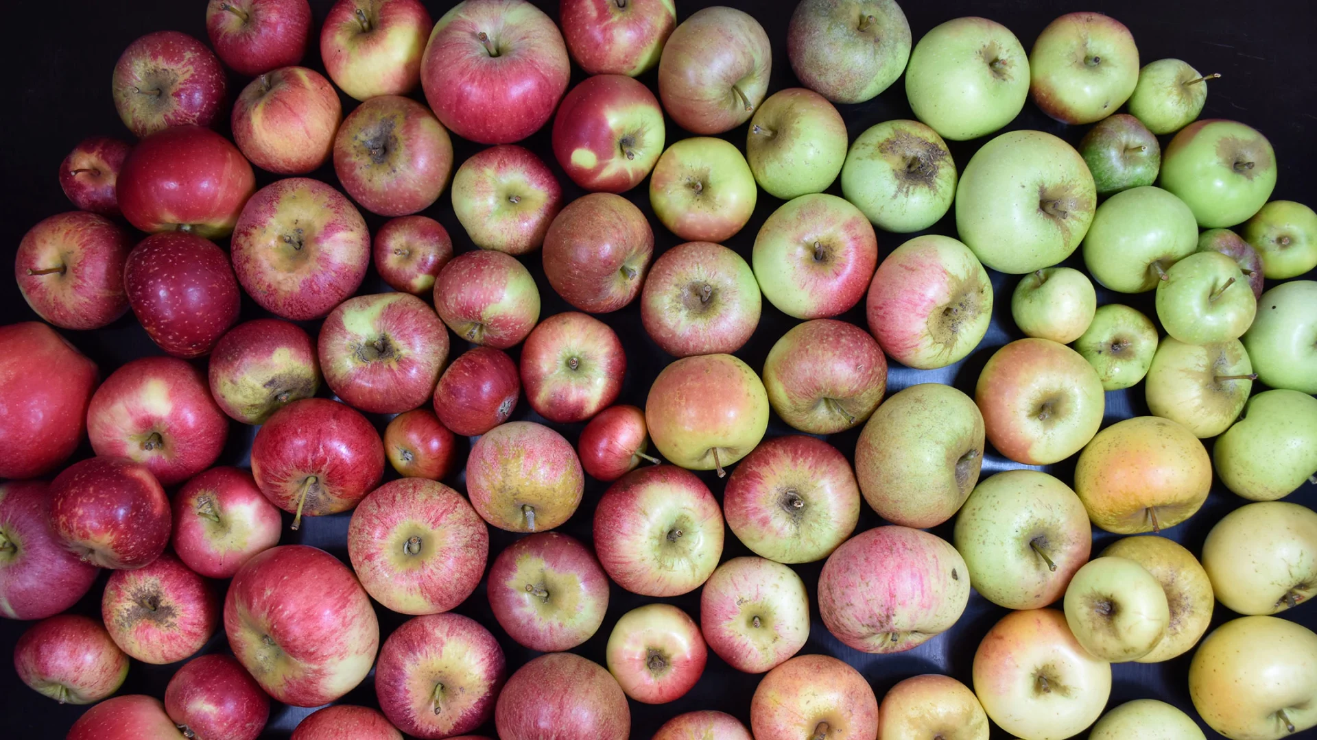 Apples in a wide range of colours – from red to green