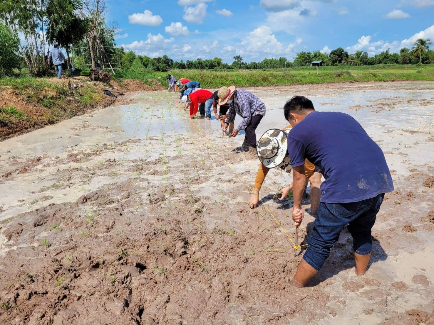 Thai rice farmers planting a rice paddy.