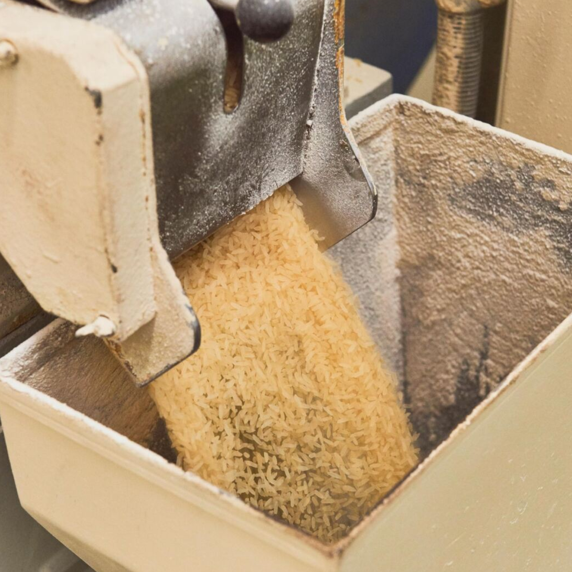 Lavorazione del riso durante la produzione