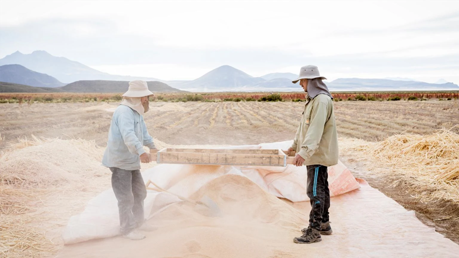 Zwei Quinoa-Bauern sieben auf einem Feld Quinoa-Körner.