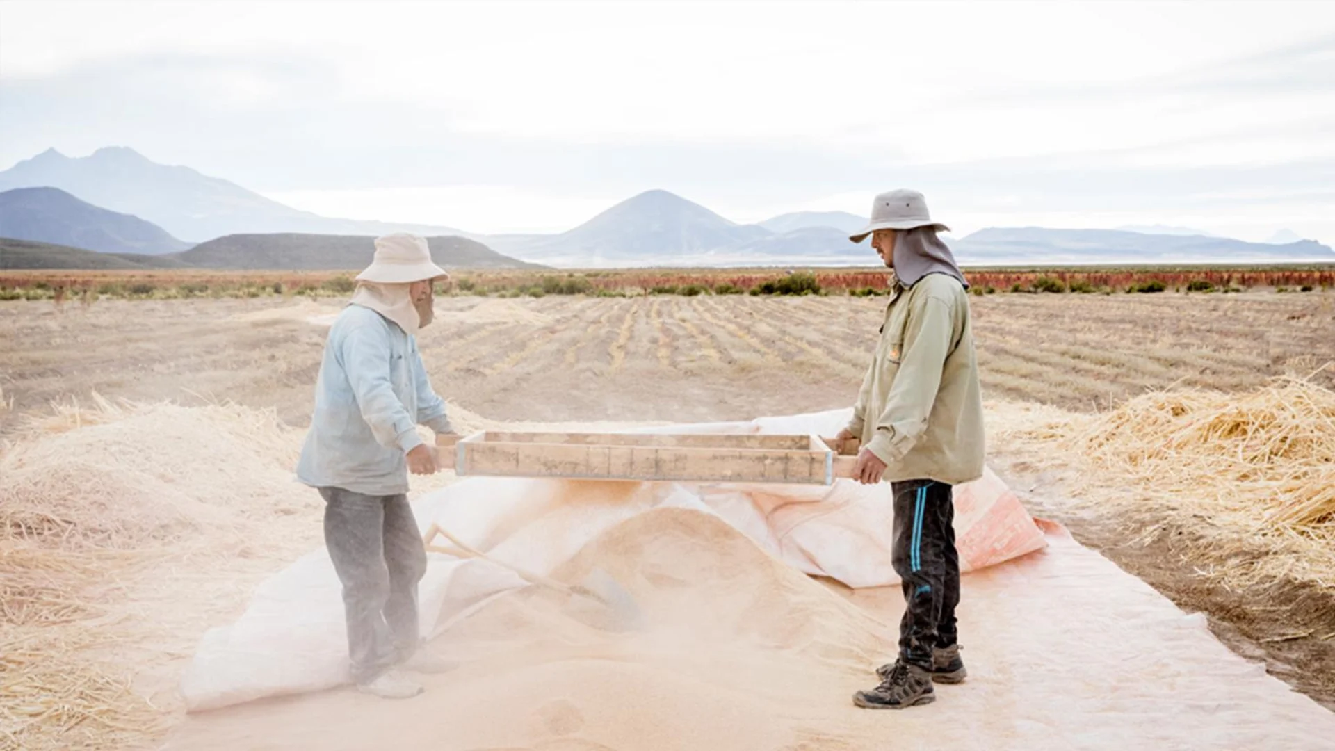 Two quinoa farmers sift quinoa grains in a field.