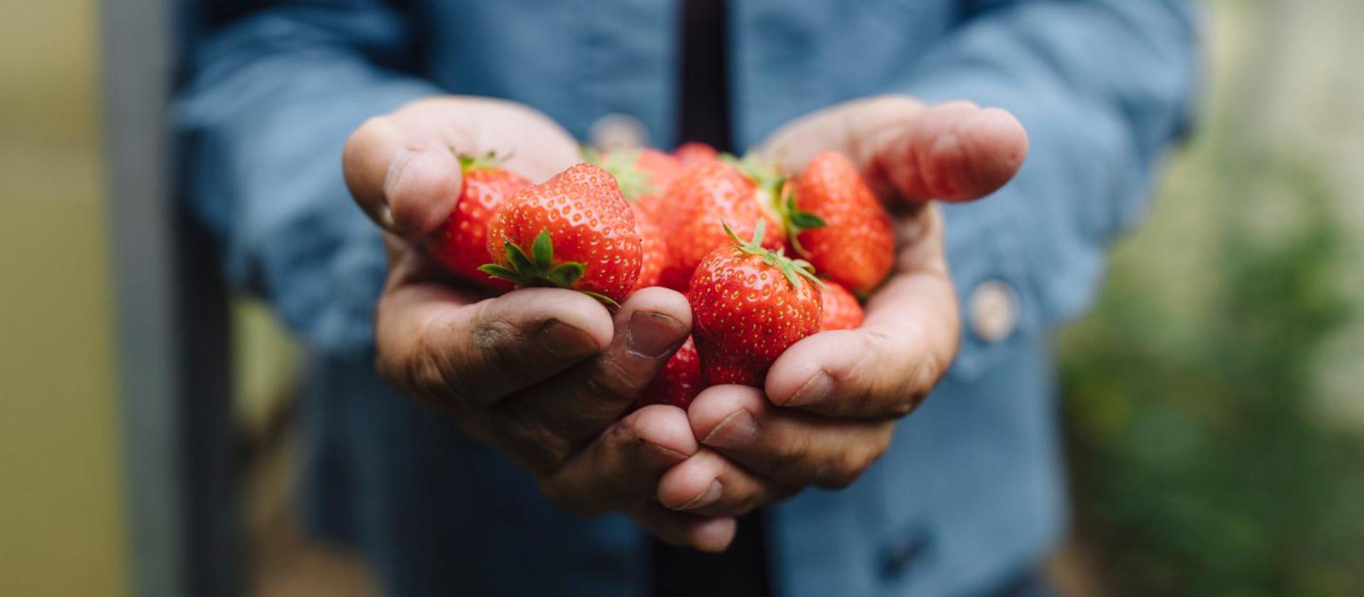 Two hands carry strawberries